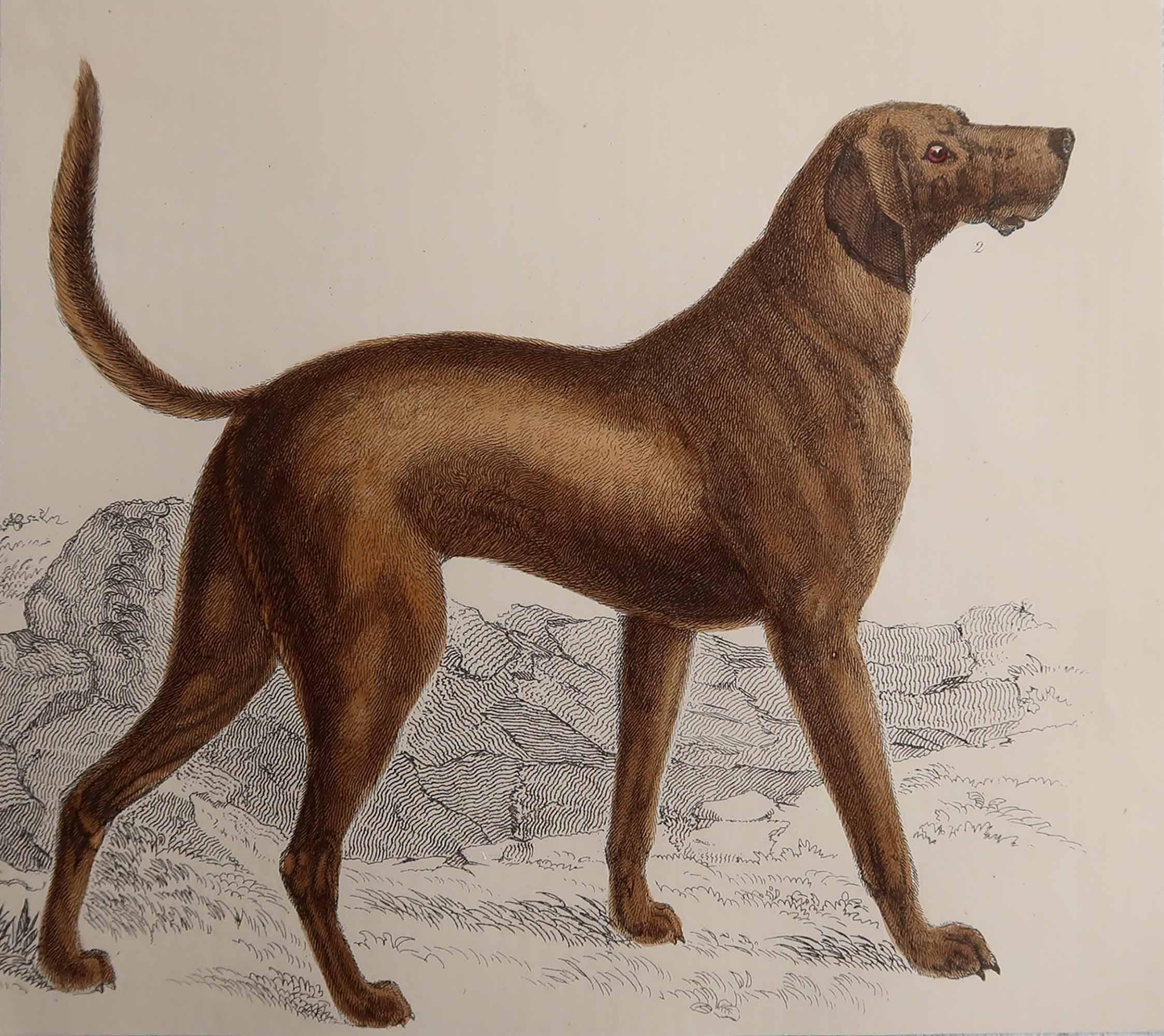 Tolles Bild eines Sporthundes, eines Bluthundes.

Ungerahmt. So haben Sie die Möglichkeit, Ihre eigene Auswahl an Rahmen zu treffen.

Lithographie nach Cpt. Brown mit Original-Handkolorit.

Veröffentlicht, 1847.

Kostenloser Versand






