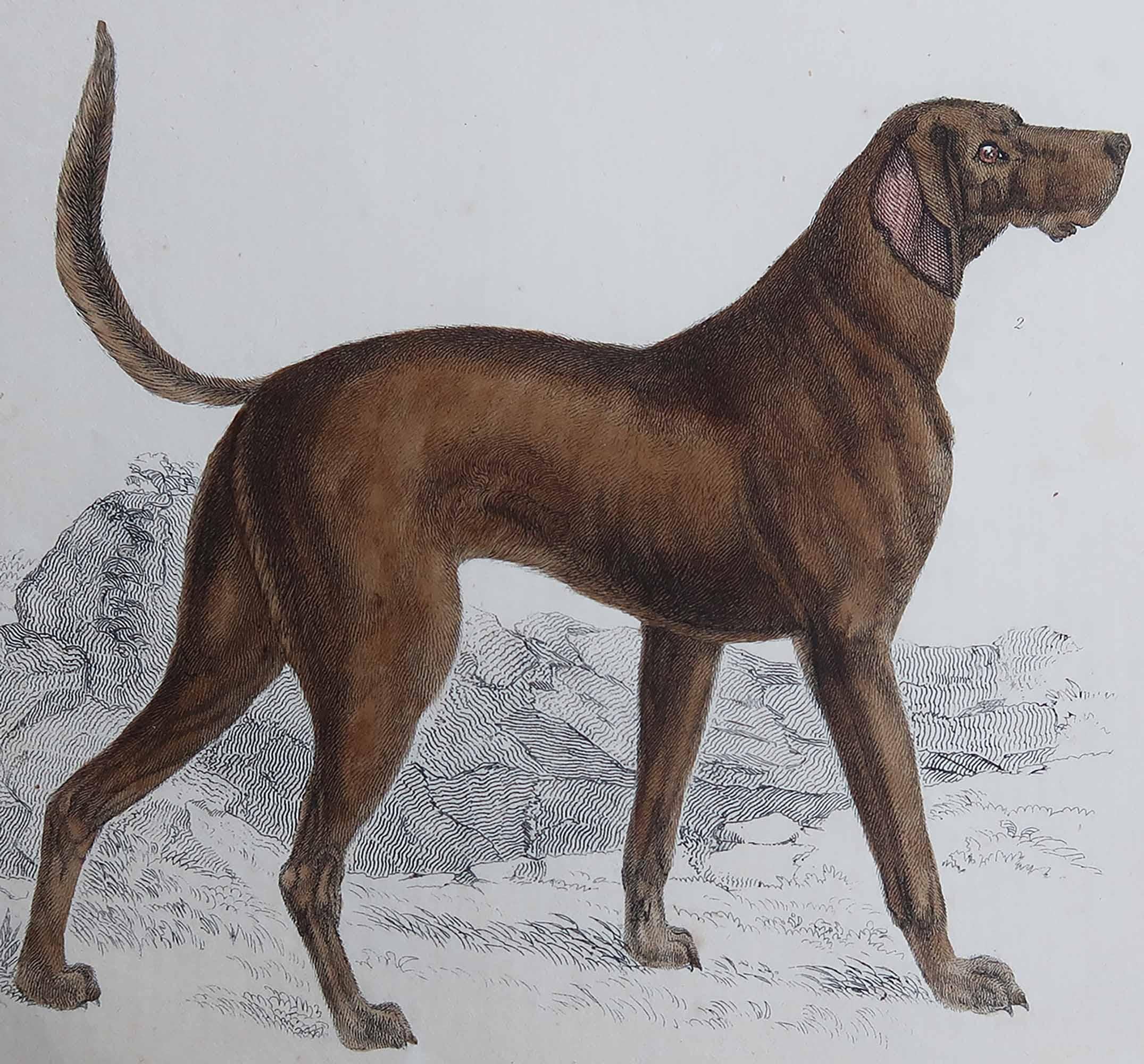 Belle image d'un chien de sport, un limier.

Non encadré. Il vous donne la possibilité de réaliser un montage en utilisant les cadres de votre choix.

Lithographie d'après le Cpt. Brown avec couleur originale à la main.

Publié en 1847.

Expédition