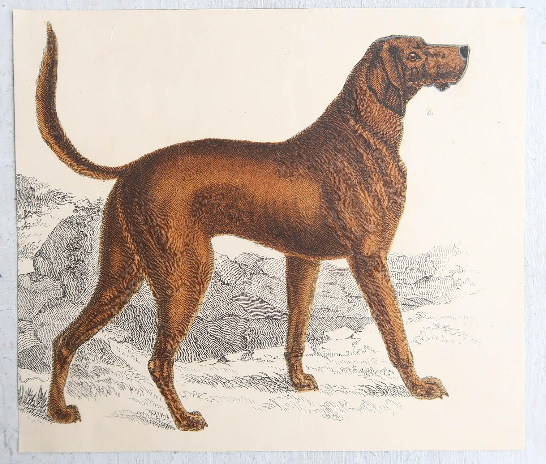 Folk Art Original Antique Print of An English Sporting Dog, 1847 'Unframed'