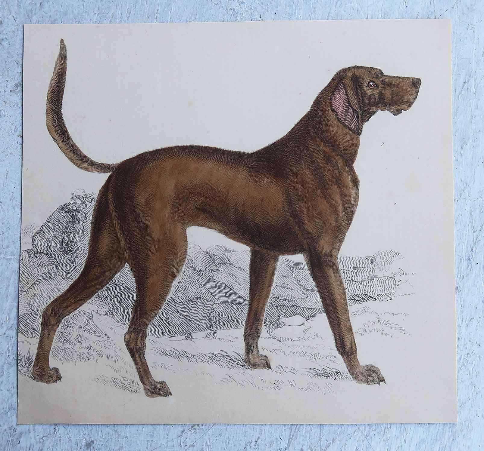 Artisanat Impression originale et ancienne d'un chien de sport anglais, 1847, non encadrée en vente
