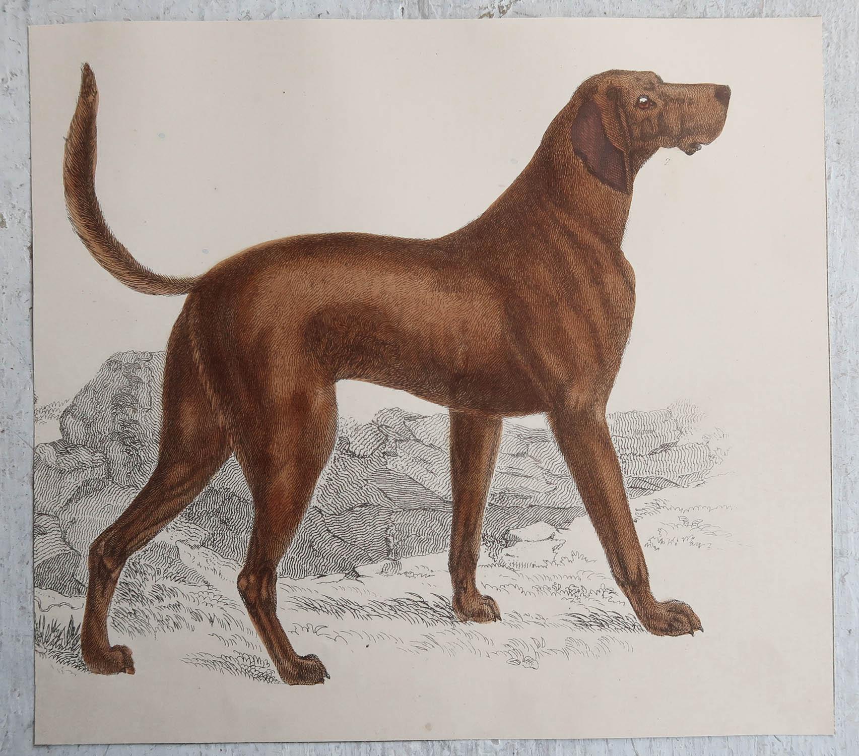 Inglese Stampa antica originale di un cane sportivo inglese, 1847, senza cornice in vendita