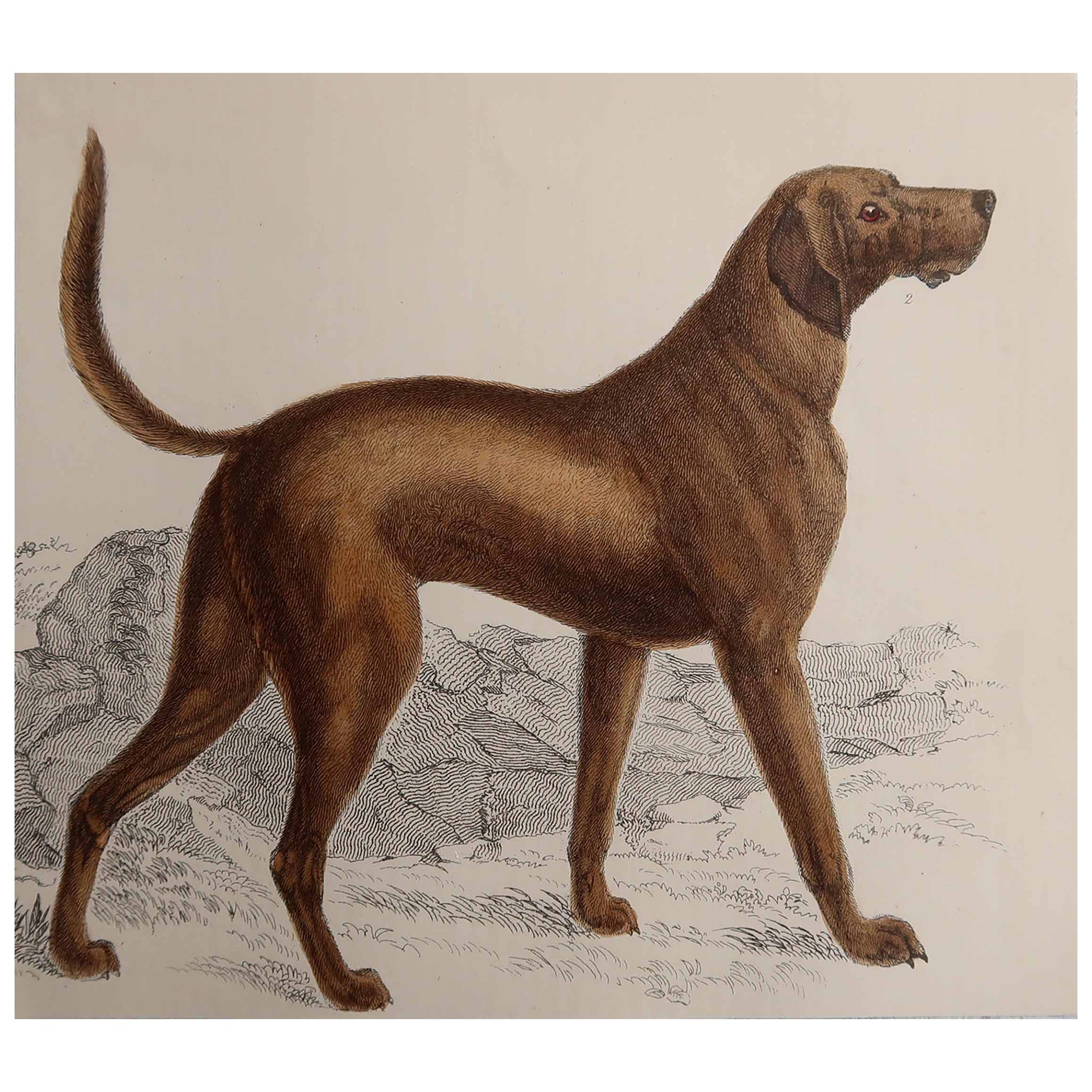 Original Antique Print of An English Sporting Dog, 1847 'Unframed'