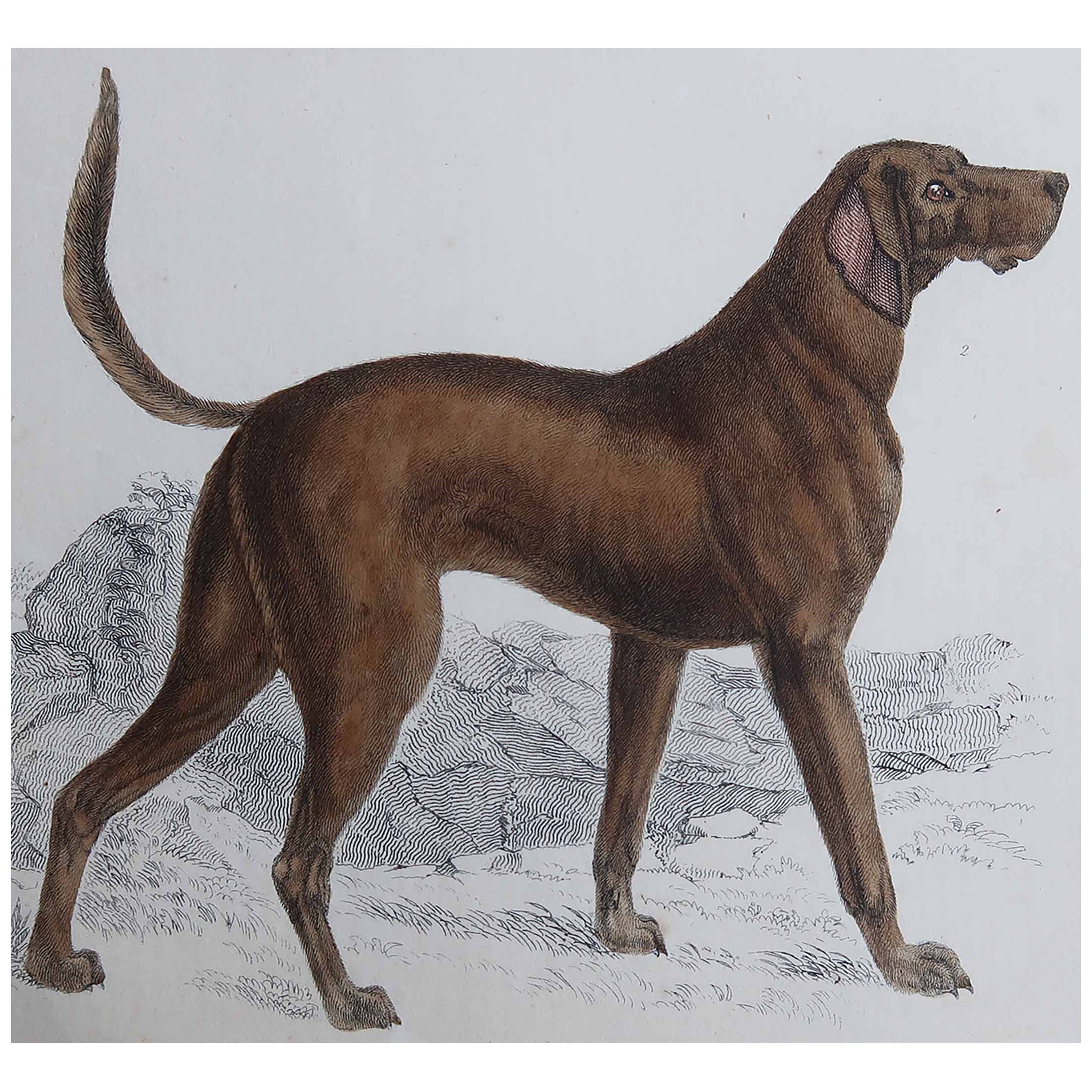 Original Antique Print of An English Sporting Dog, 1847 'Unframed'