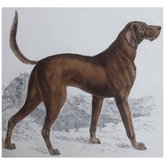 Original Antique Print of An English Sporting Dog, 1847 'Unframed'