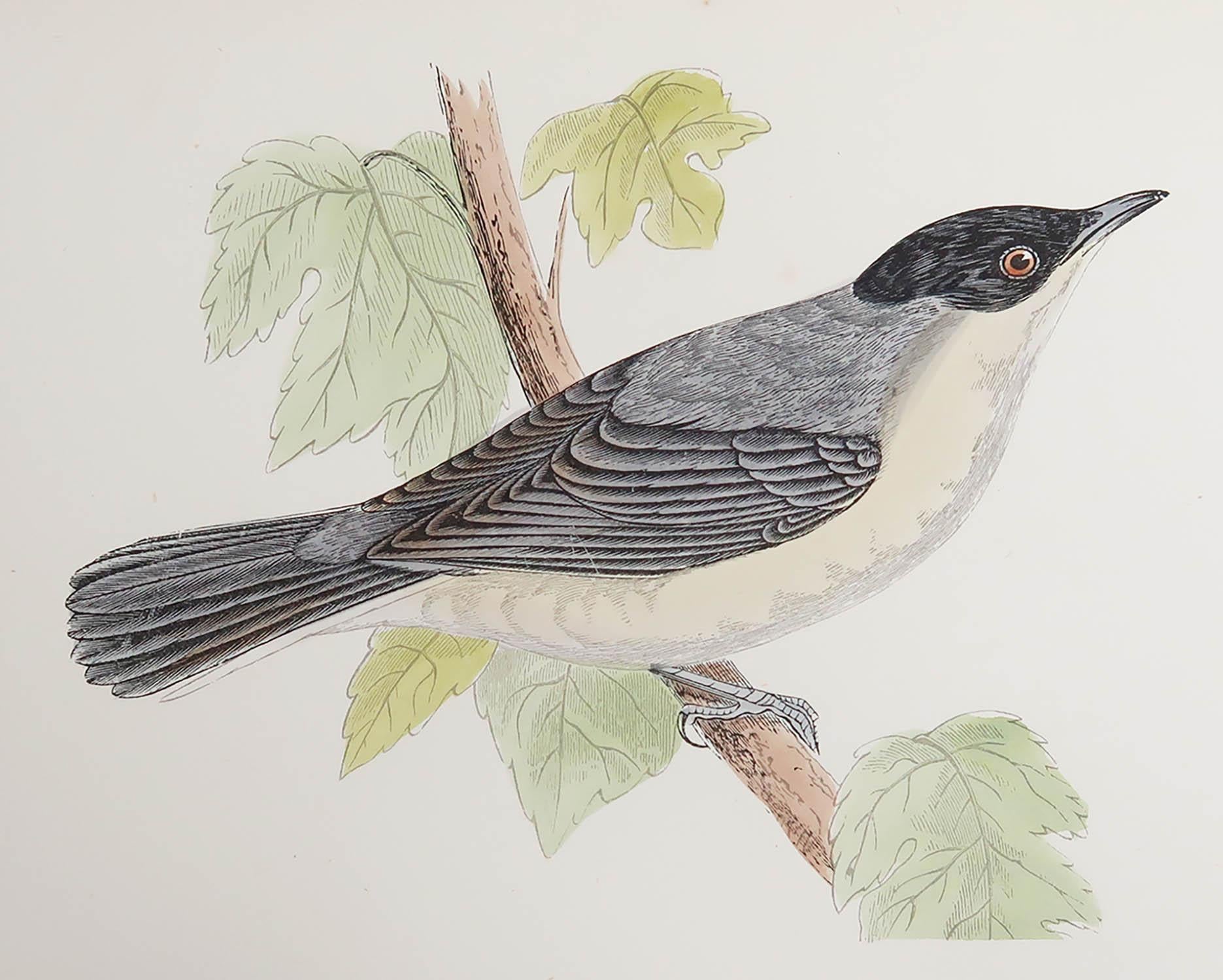 Great image of an Orphean Warbler

Unframed. It gives you the option of perhaps making a set up using your own choice of frames.

Lithograph after Alexander Francis Lydon.

Original hand color

Published, circa 1880

Free shipping.




