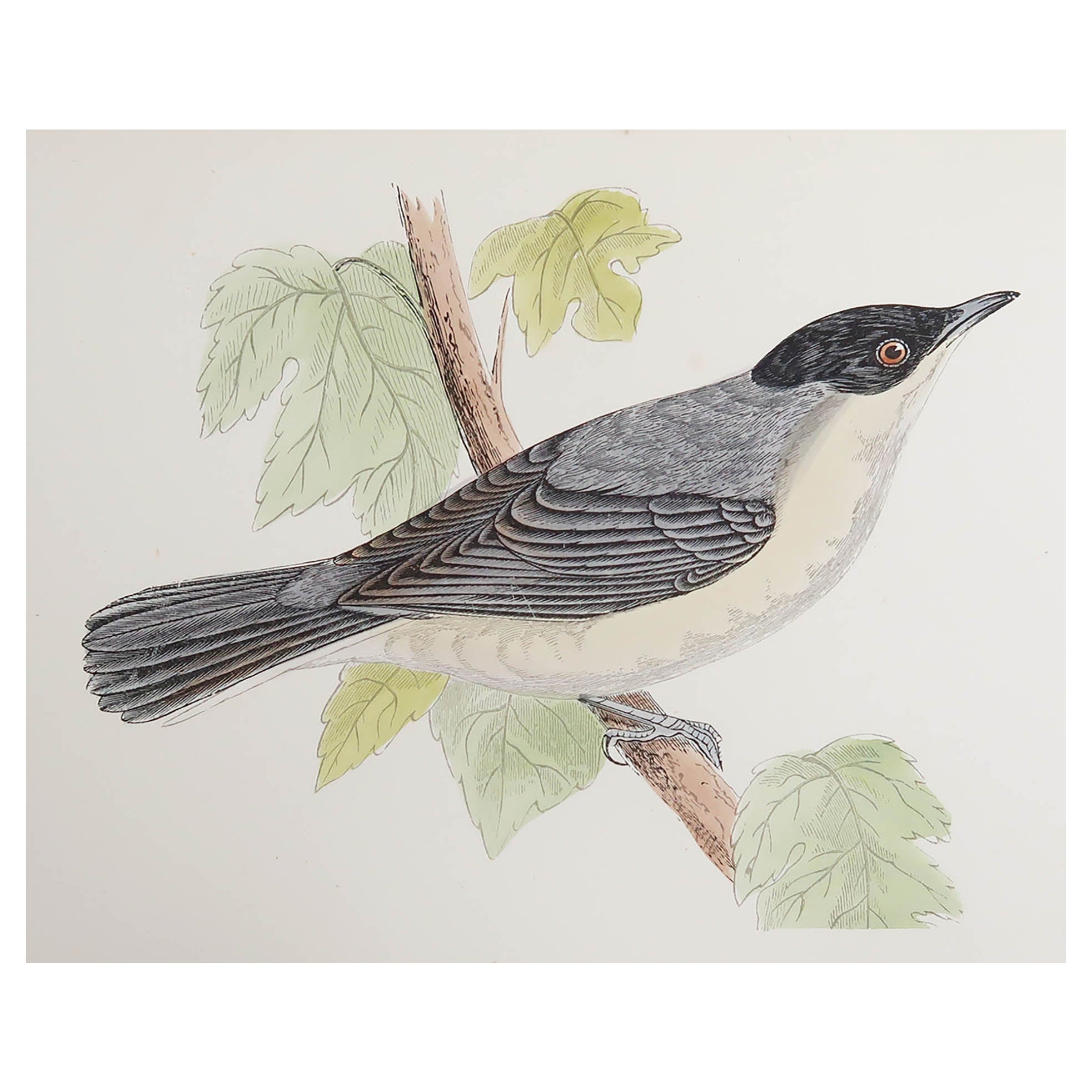 Original Antique Print of an Orphean Warbler, circa 1880, 'Unframed'
