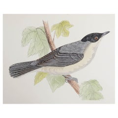 Grabado original antiguo de una curruca de Orfeo, circa 1880, 'Sin enmarcar'