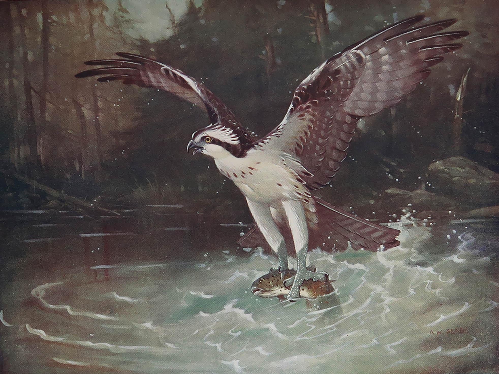 Great image of an osprey

Unframed. It gives you the option of perhaps making a set up using your own choice of frames.

Published, C.1910

The measurement given is the paper size.

     




