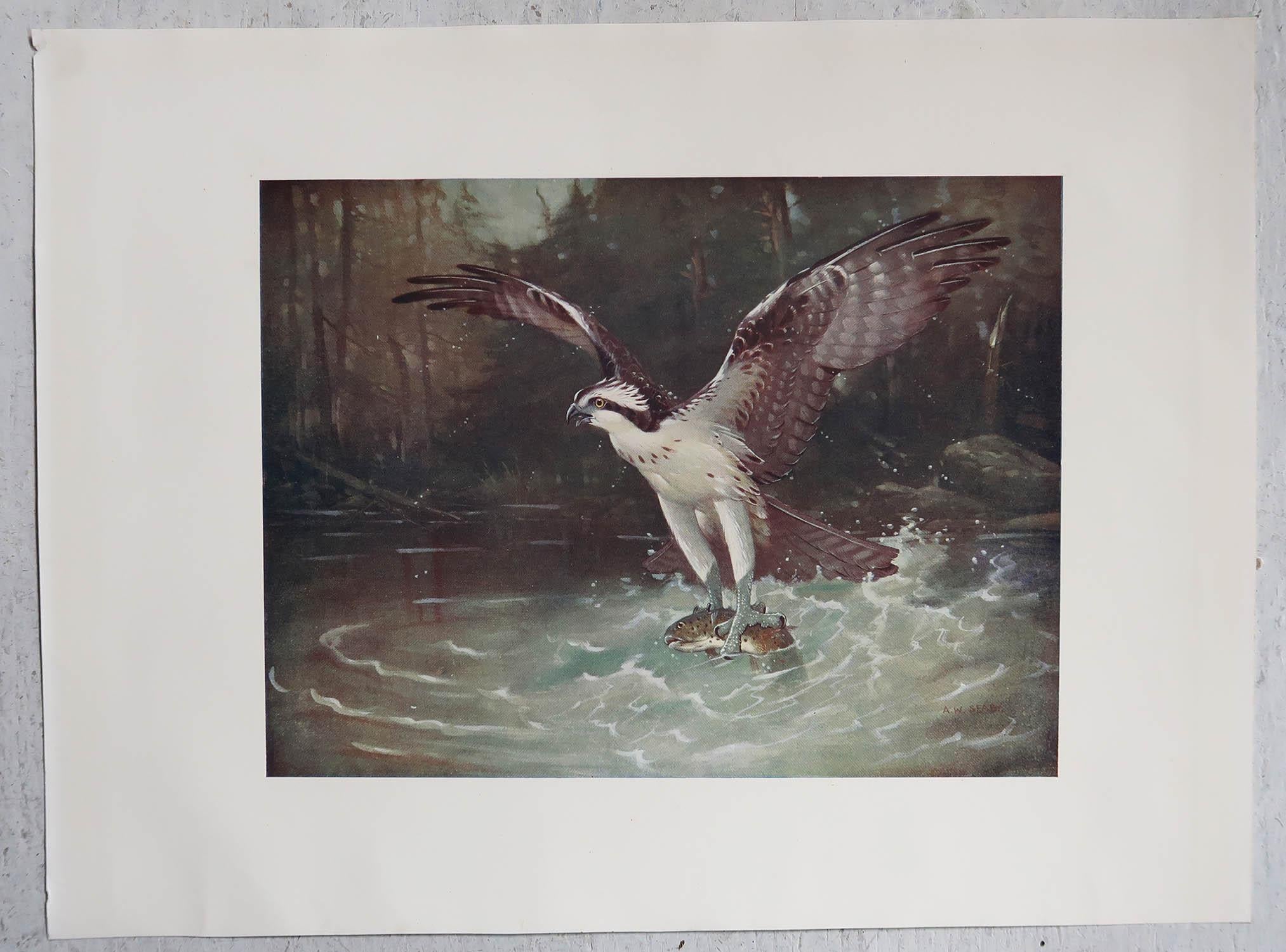 Edwardian Original Antique Print of an Osprey After A.W. Seaby, C.1910 For Sale