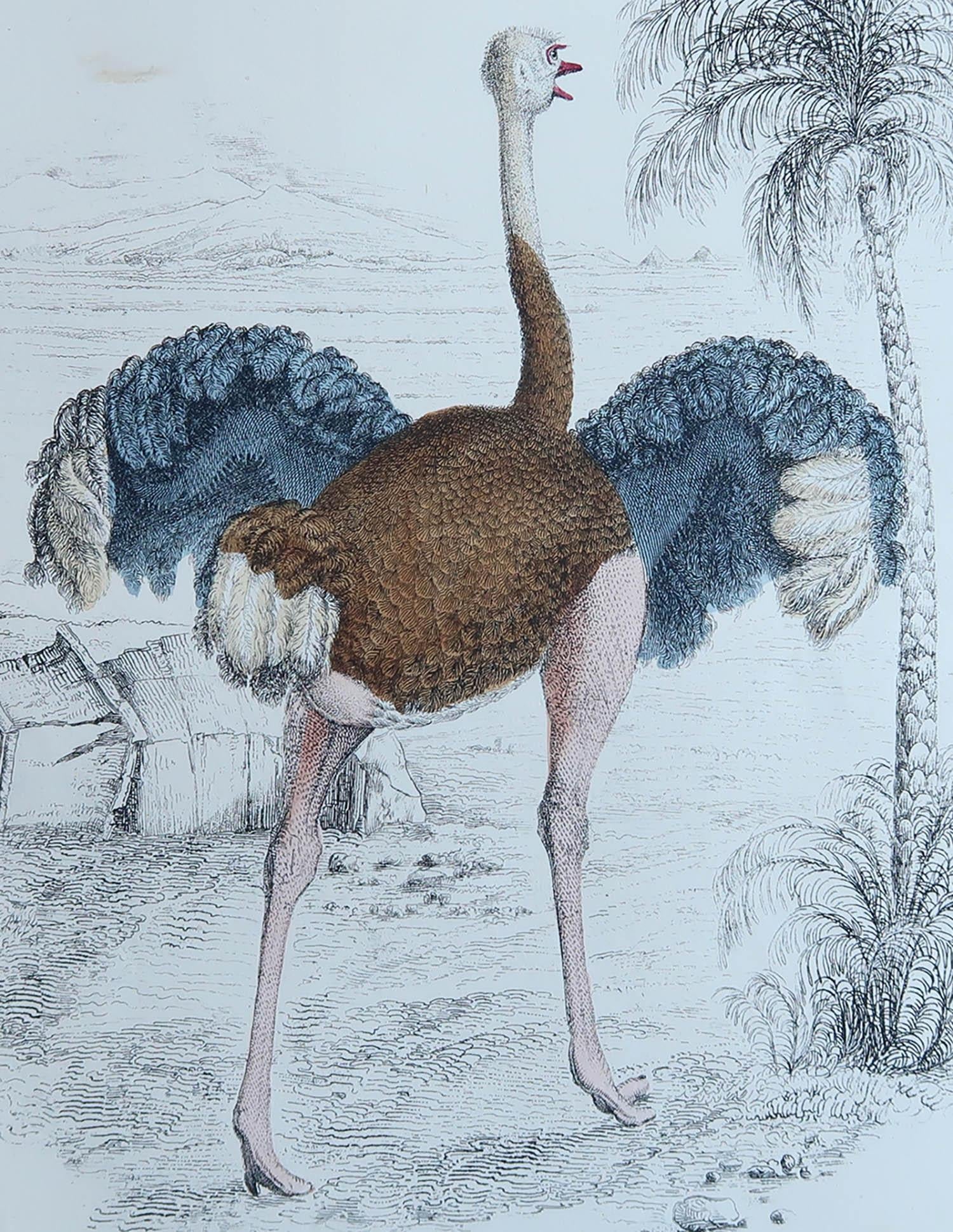 Great image of an ostrich

Unframed. It gives you the option of perhaps making a set up using your own choice of frames.

Lithograph after Cpt. brown with original hand color.

Published, 1847.

Free shipping.




