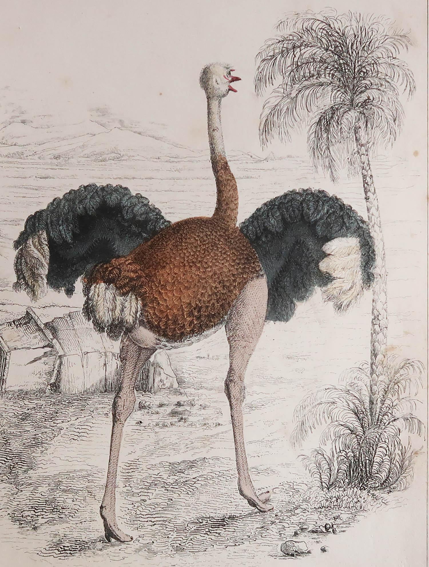 Gran imagen de un avestruz

Sin enmarcar. Te da la opción de hacer un montaje con las monturas que tú elijas.

Litografía según Cpt. brown con color original a mano.

Publicado, 1847.

Envío gratuito.




