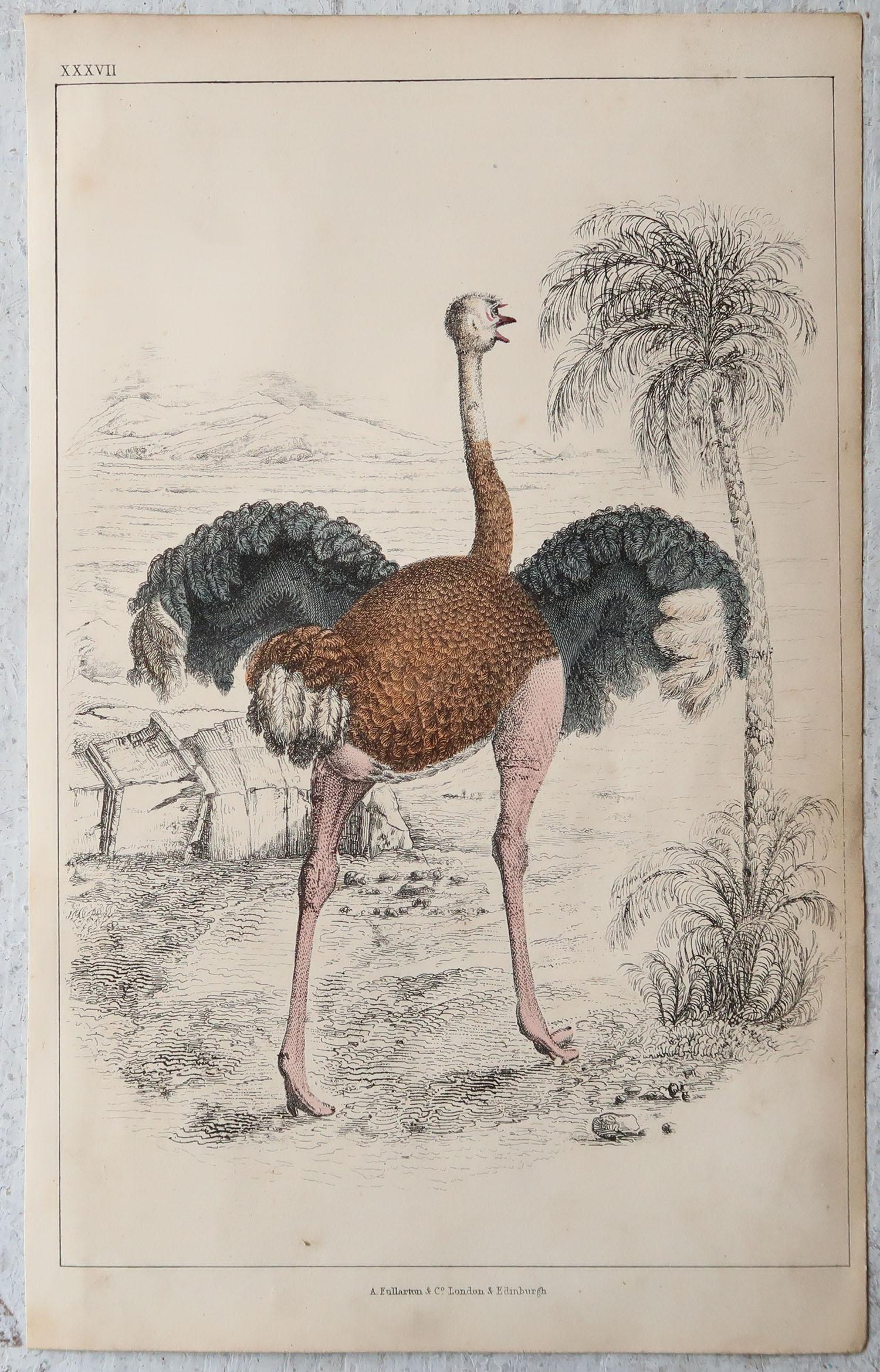 Folk Art Original Antique Print of An Ostrich, 1847 'Unframed'