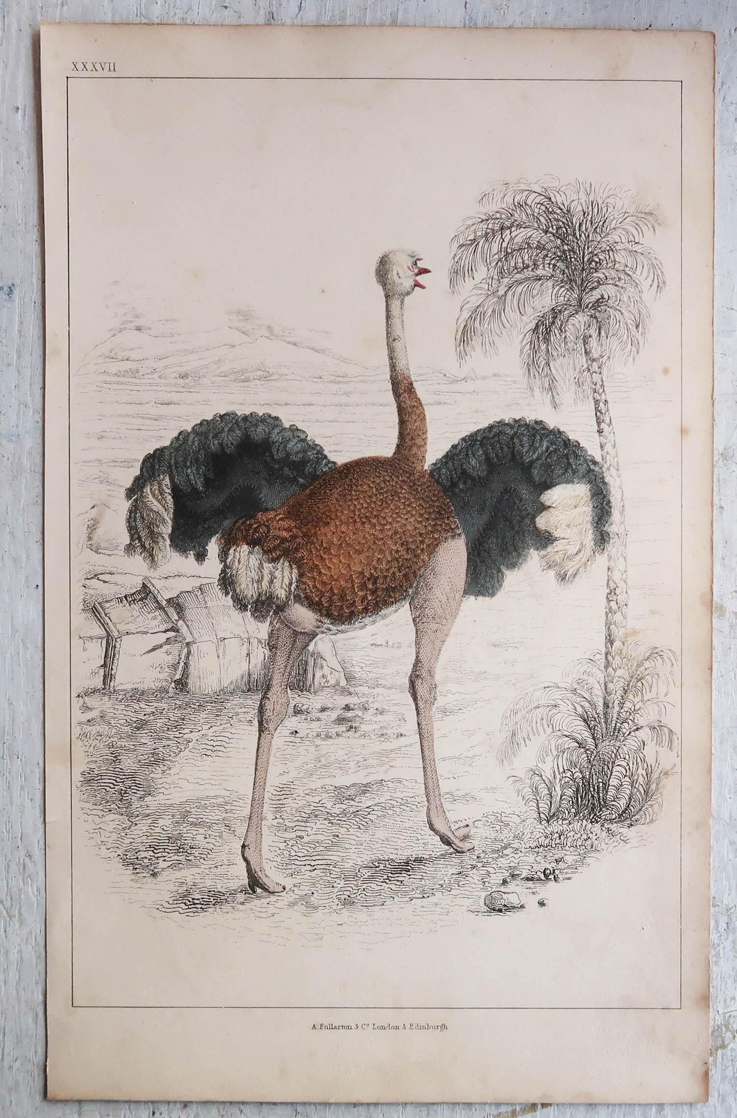 Grabado original antiguo de un avestruz, 1847 'Sin enmarcar Arte popular