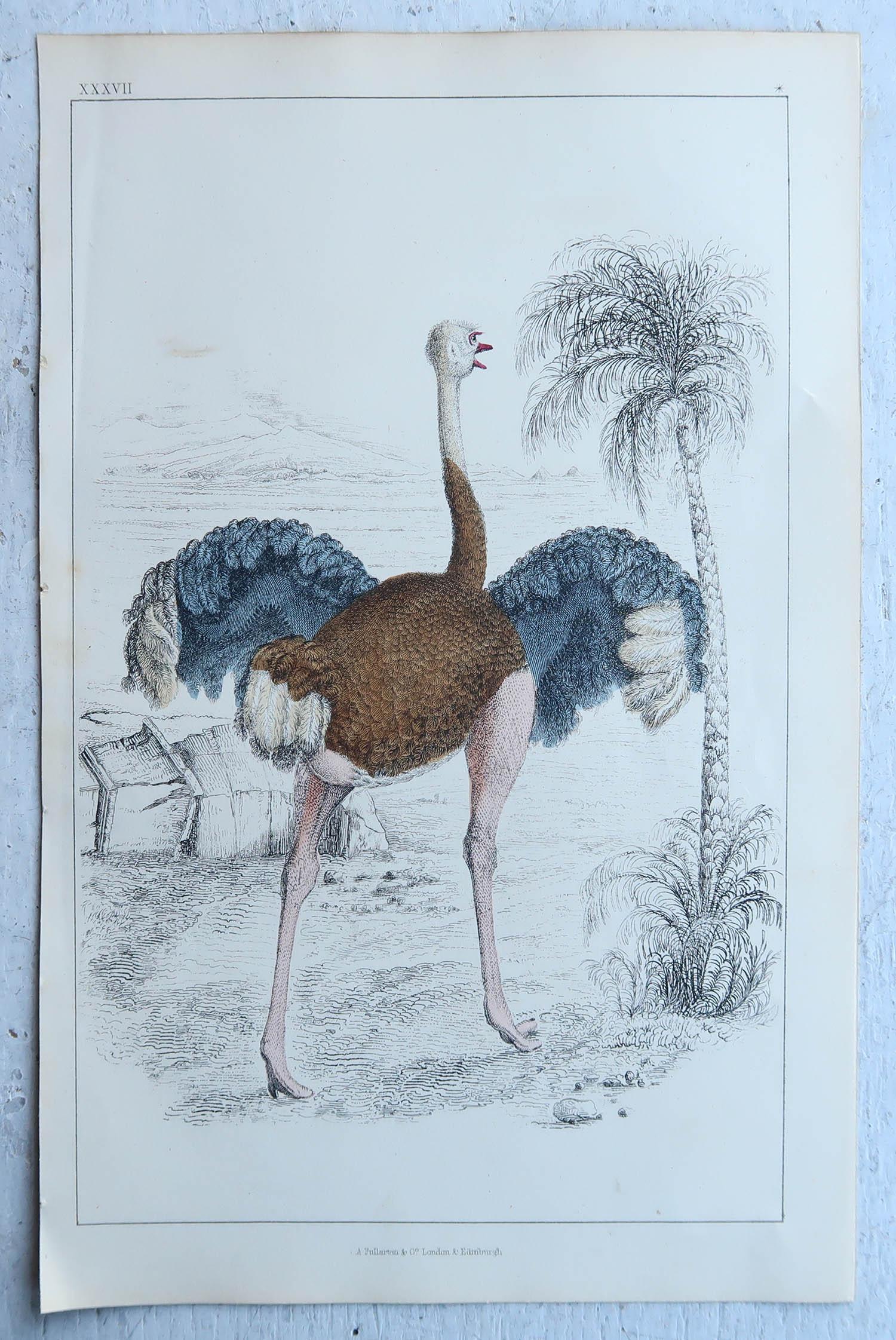 English Original Antique Print of An Ostrich, 1847 'Unframed' For Sale