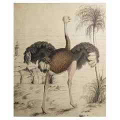 Original Antique Print of an Ostrich, 1847 'Unframed'