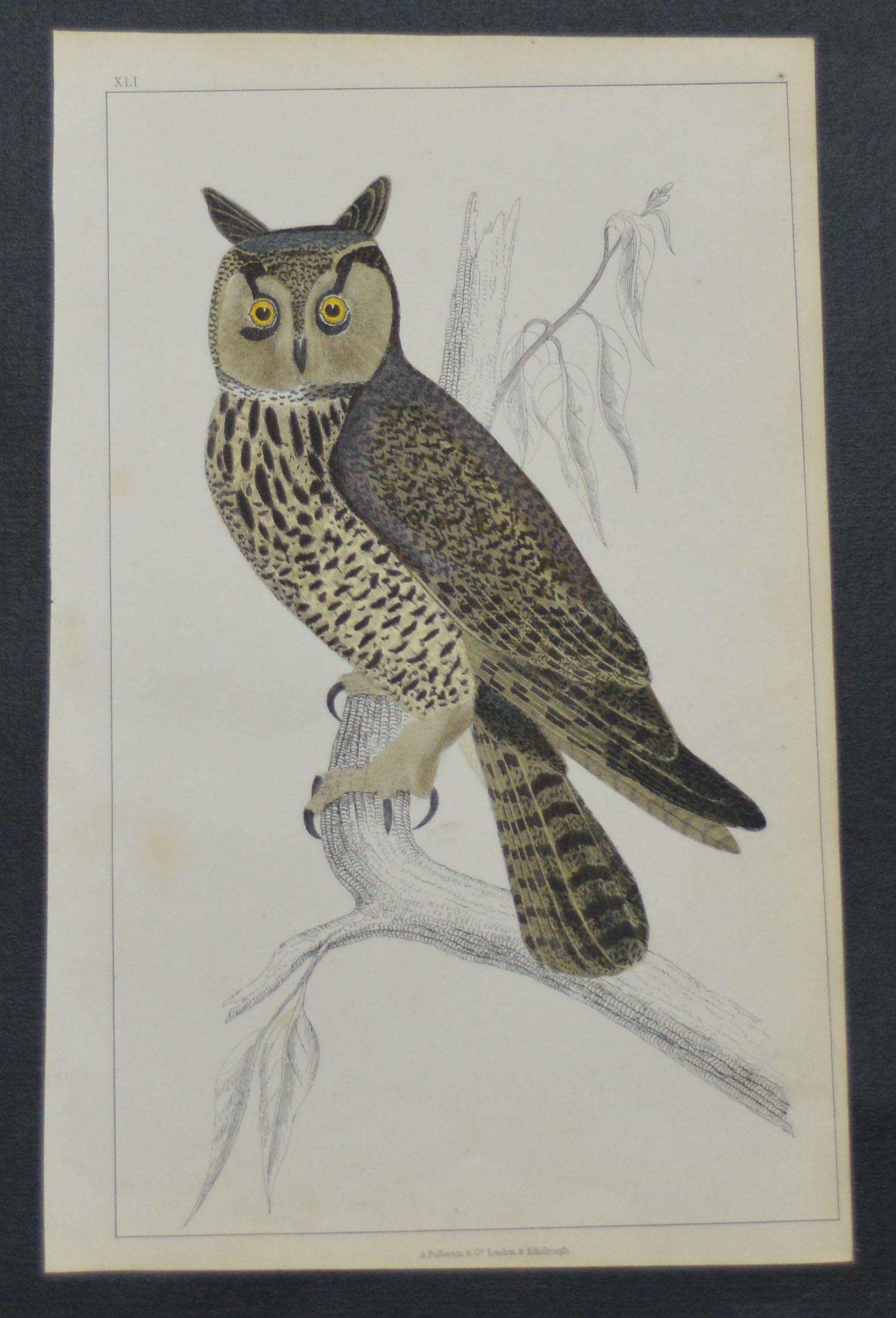 Great image of an owl.

I have listed several loose natural history prints in the same series.

Unframed. It gives you the option of perhaps making a set up using your own choice of frames.

Lithograph after Cpt. Brown with original hand