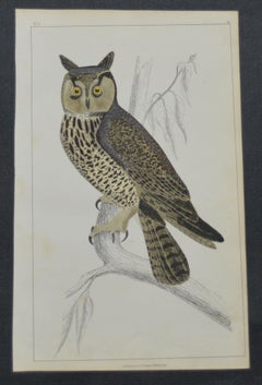 Original Antique Print of an Owl, 1847 'Unframed'