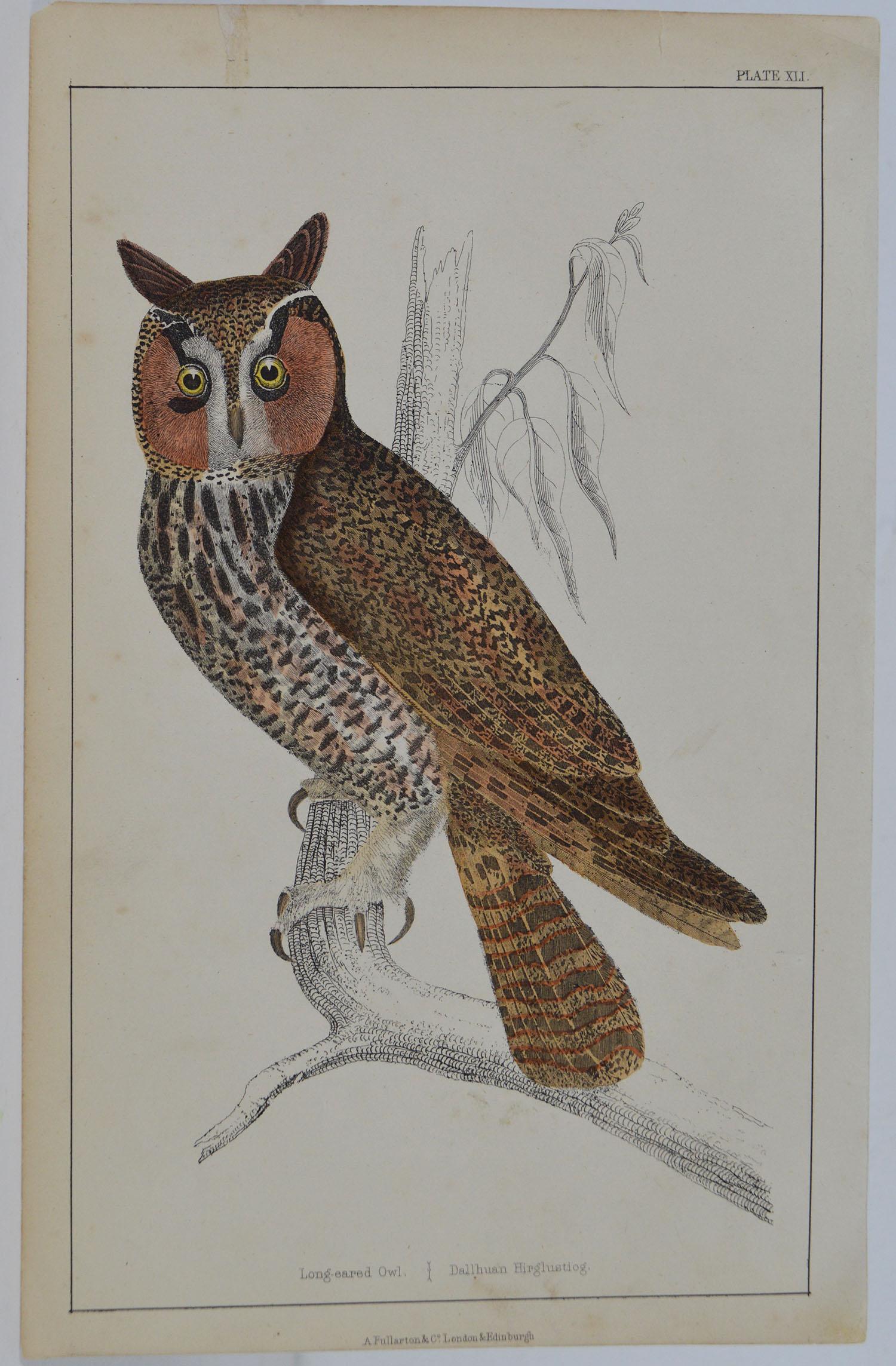 Great image of an owl

Unframed. It gives you the option of perhaps making a set up using your own choice of frames.

Lithograph after Cpt. Brown with original hand color.

Published 1847.

Free shipping.




 
