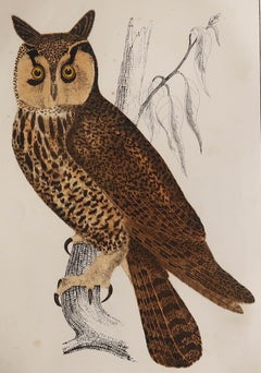 Original Antique Print of an Owl, 1847 'Unframed'