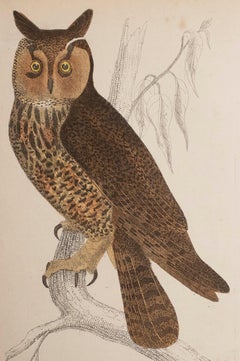 Original Antique Print of an Owl, 1847 'Unframed'