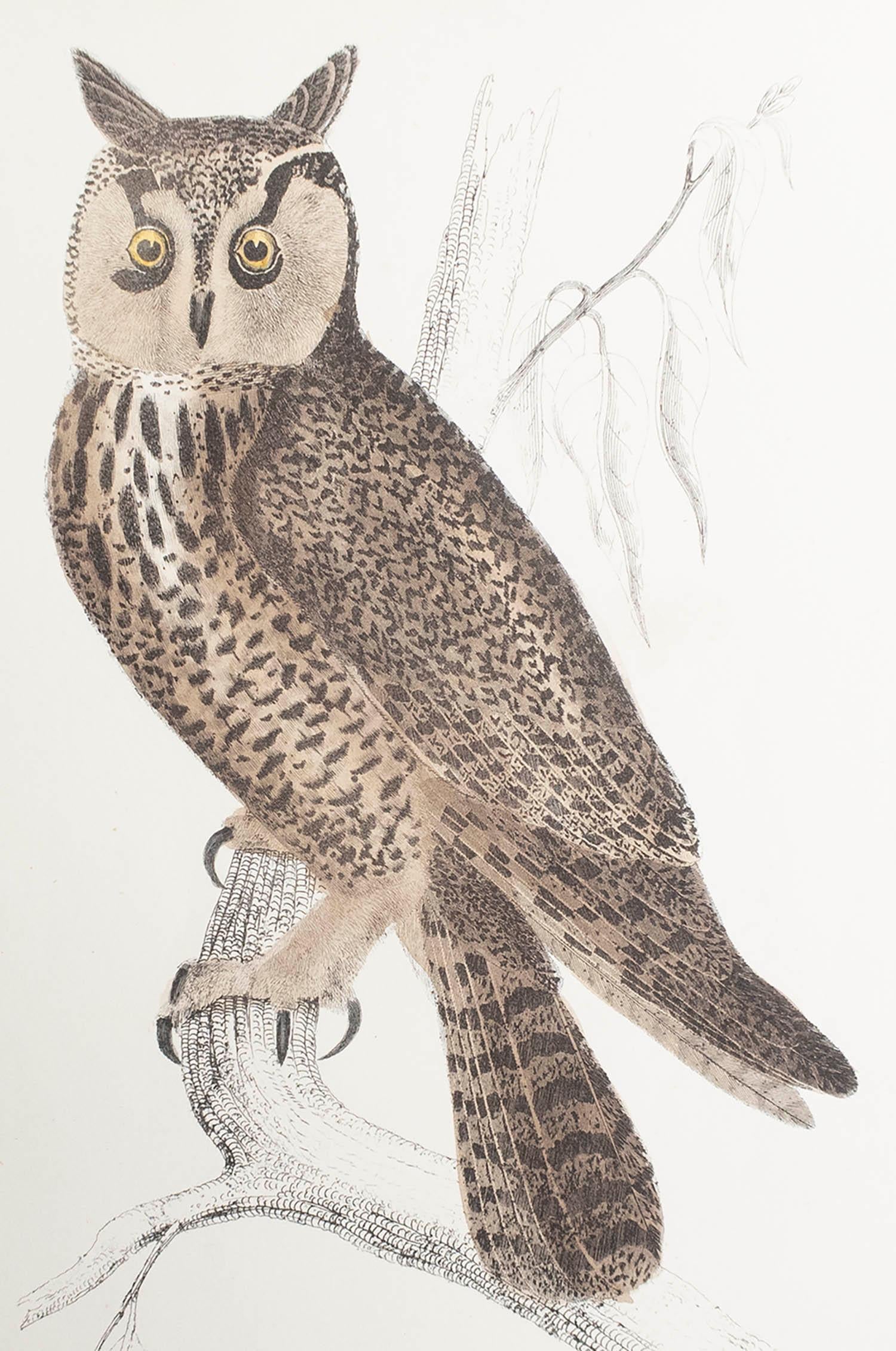 Great image of an owl.

Unframed. It gives you the option of perhaps making a set up using your own choice of frames.

Lithograph after cpt. brown with original hand color.

Published, 1847.

Free shipping.




