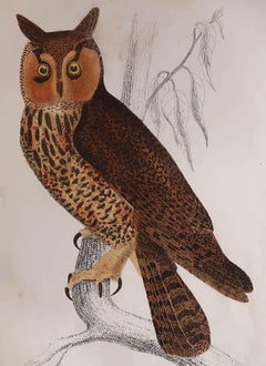 Original Antique Print of an Owl, 1847 'Unframed'