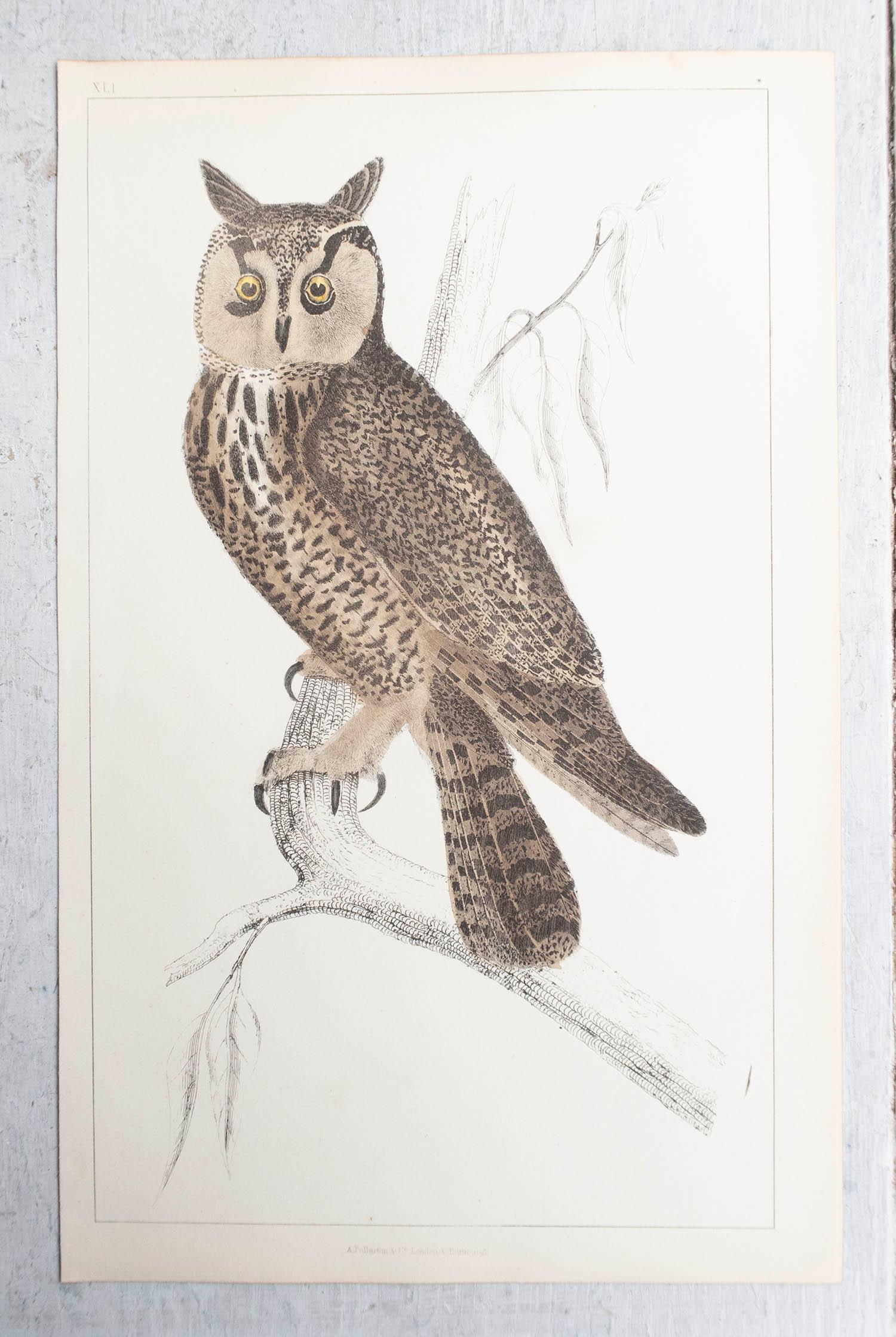 Folk Art Original Antique Print of an Owl, 1847 'Unframed'