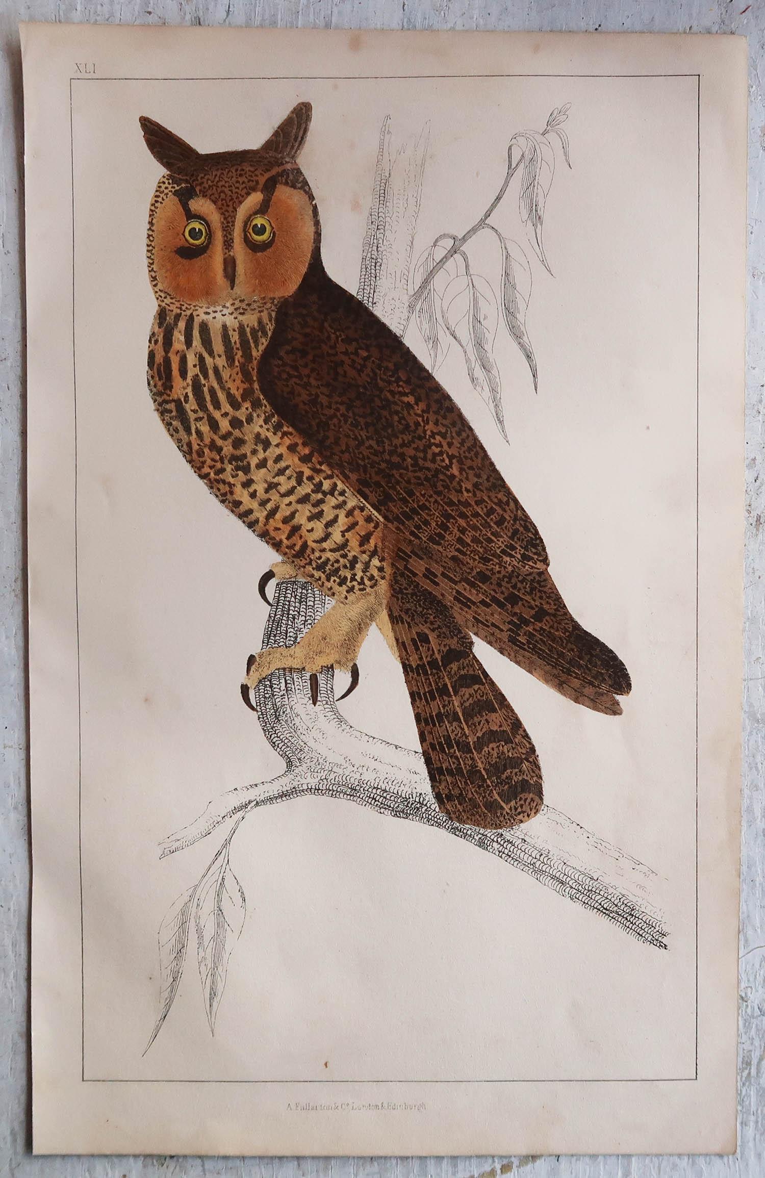 Artisanat Impression originale ancienne d'un hibou, 1847, non encadrée en vente