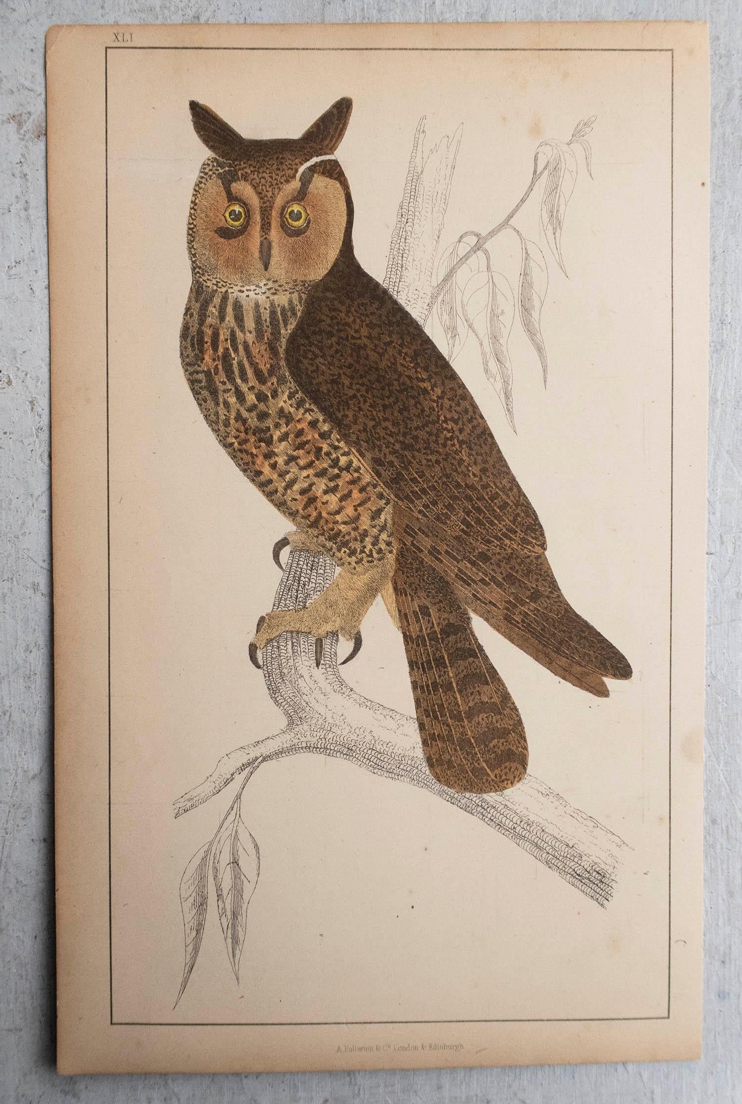 English Original Antique Print of an Owl, 1847 'Unframed' For Sale