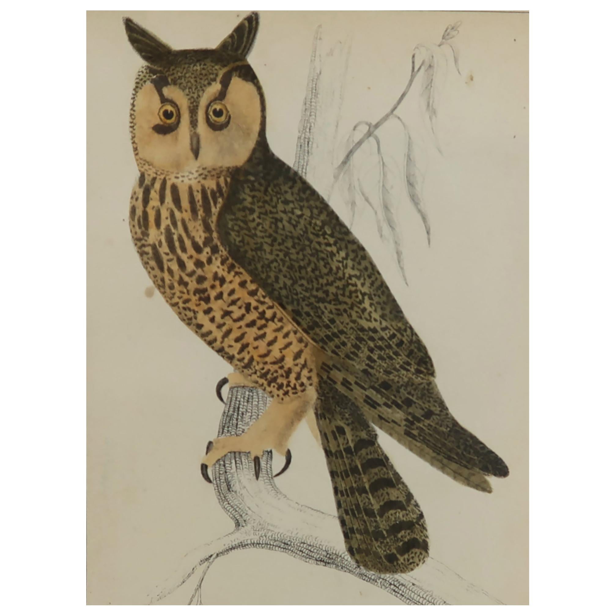 Original Antique Print of an Owl, 1847 'Unframed'