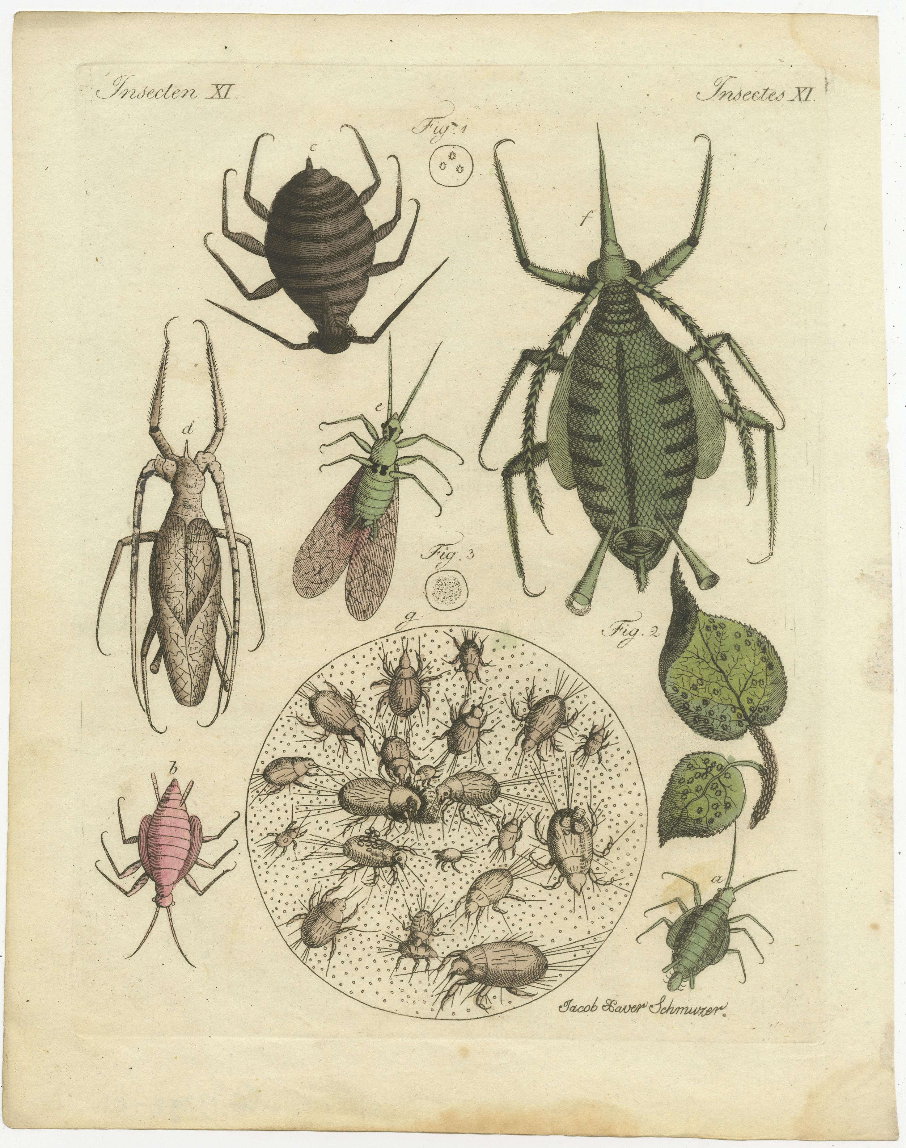 This original antique print shows aphid and other insects.

Originates from Bertuch's 'Bilderbuch für Kinder'. In 1790 Friedrich Justin Bertuch started his biggest book-project ever. Issued in 12 volumes it containes short articles written at a