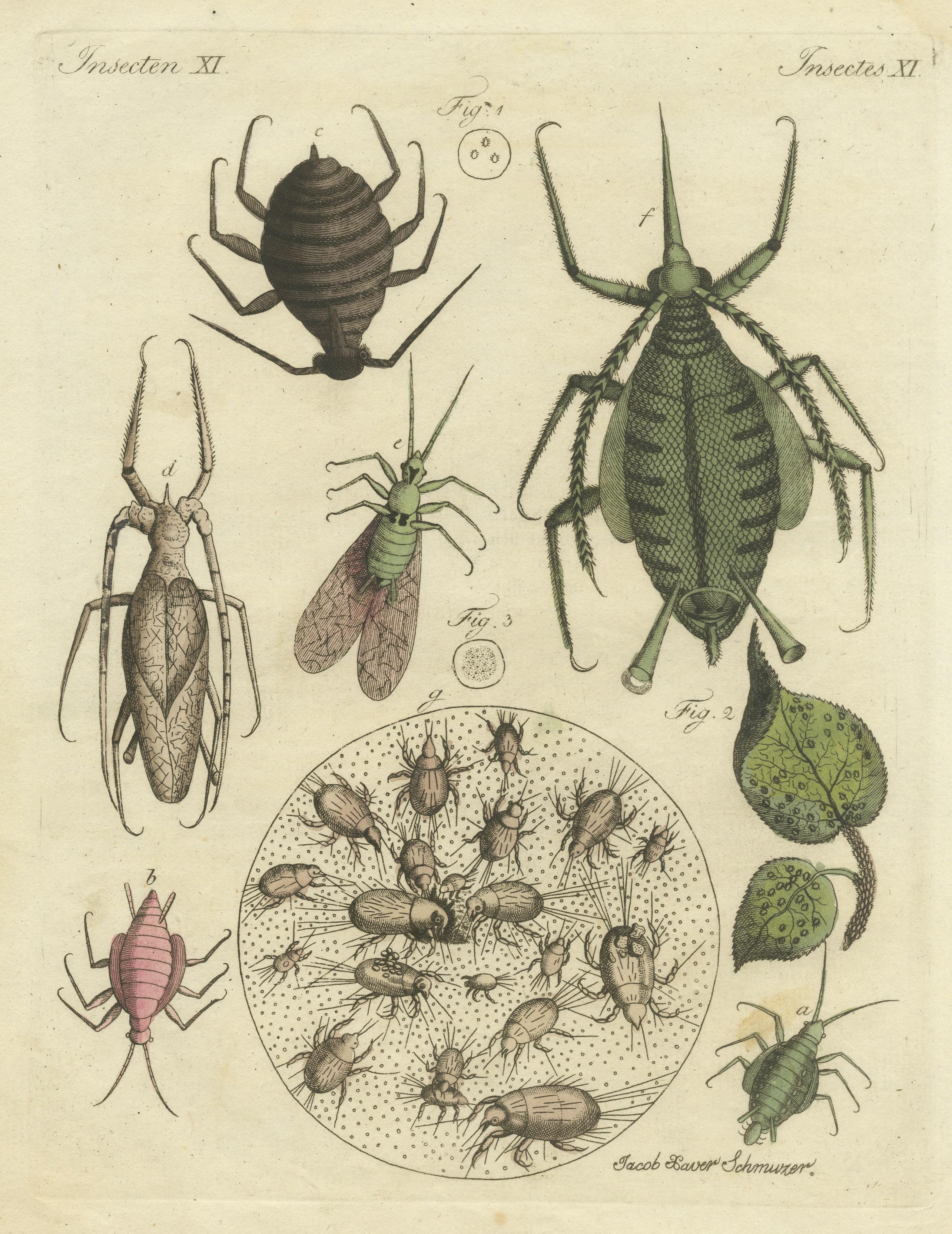 vintage insect illustrations
