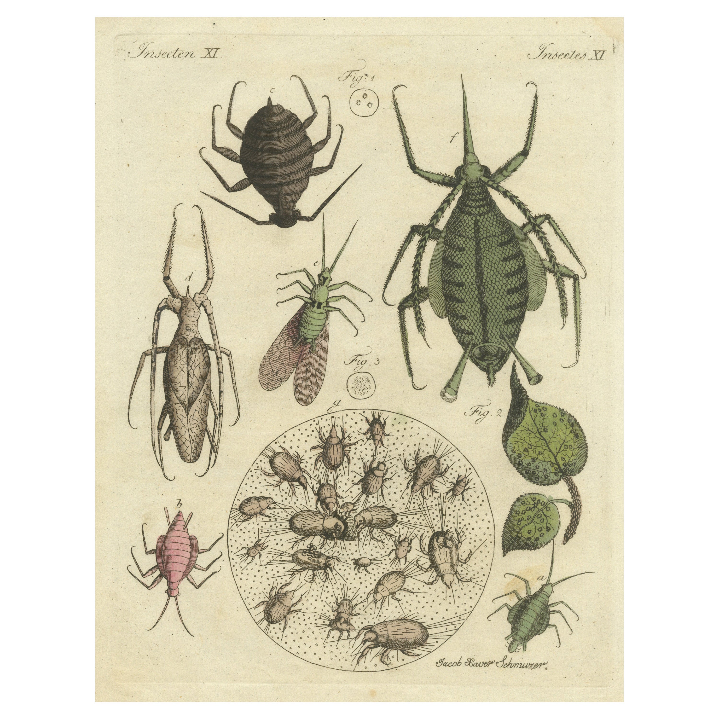 Impression ancienne d'origine d'aphid et d'autres insectes en vente