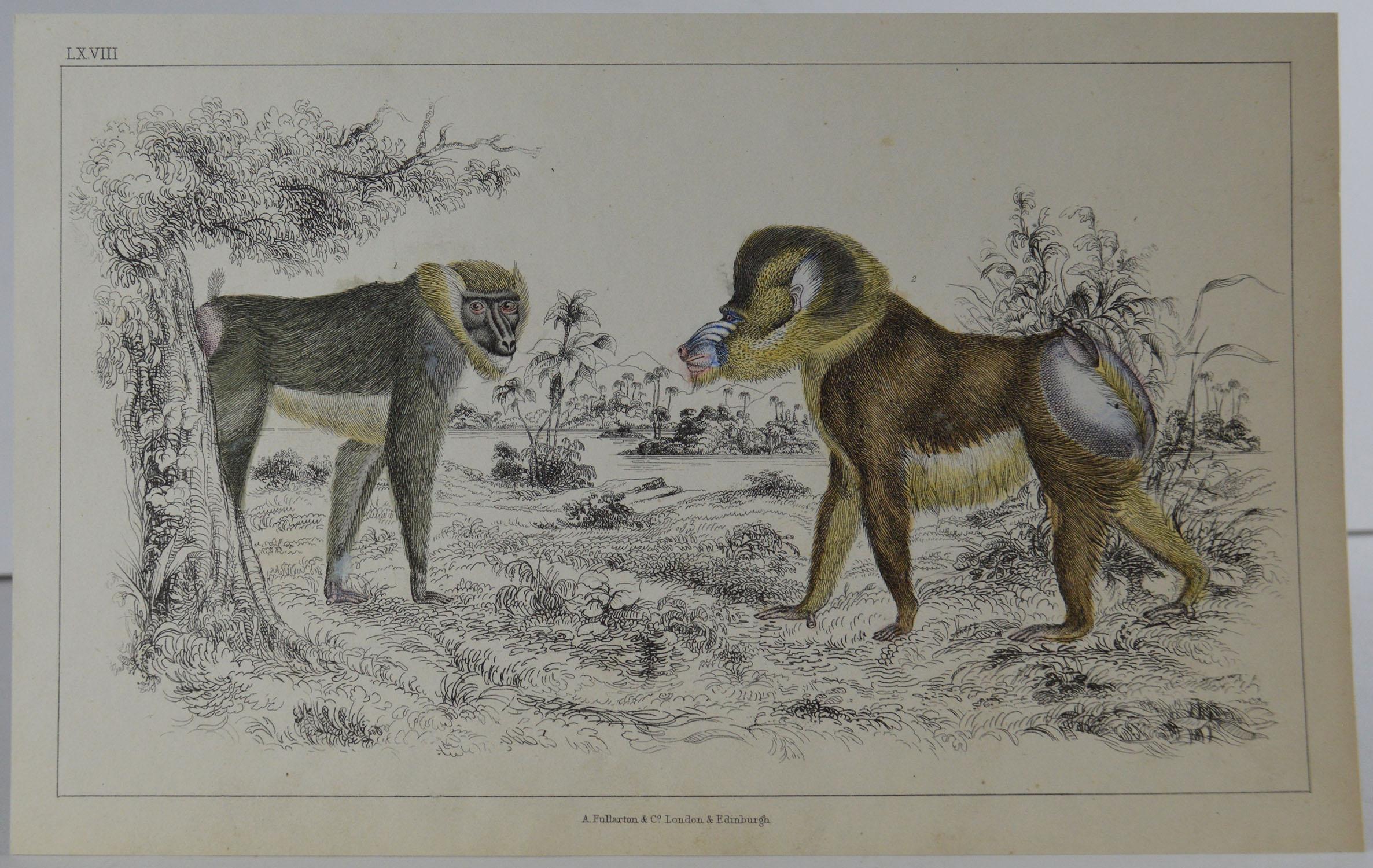 Great image of baboons

Unframed. It gives you the option of perhaps making a set up using your own choice of frames.

Lithograph after Cpt. Brown with original hand color.

Published 1847.

Free shipping.


   

 
