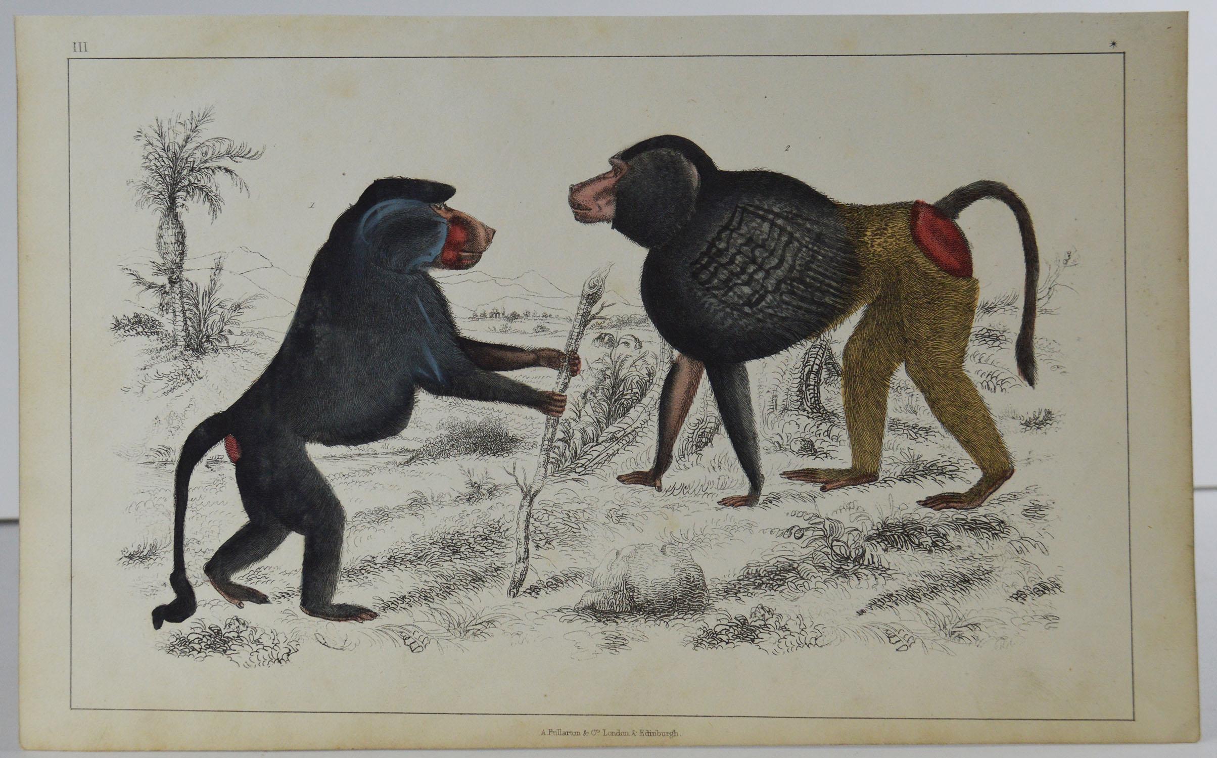 Great image of baboons

Unframed. It gives you the option of perhaps making a set up using your own choice of frames.

Lithograph after Cpt. Brown with original hand color.

Published 1847.

Free shipping.




 
