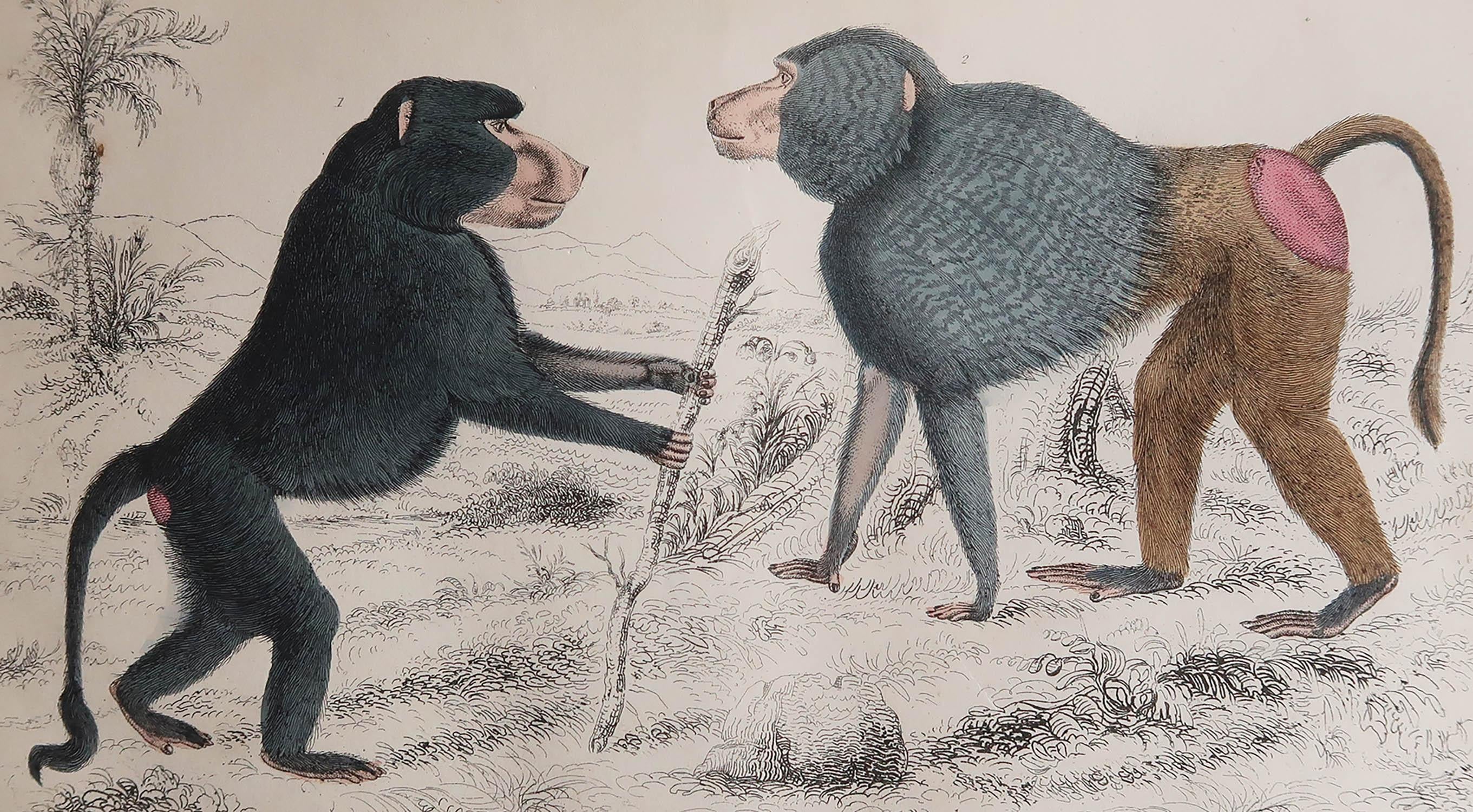 Great image of baboons

Unframed. It gives you the option of perhaps making a set up using your own choice of frames.

Lithograph after Cpt. Brown with original hand color.

Published 1847.

Free shipping.




