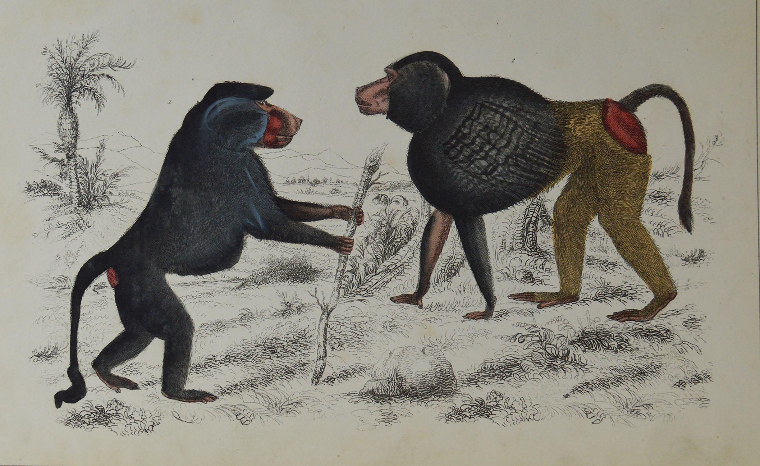 Folk Art Original Antique Print of Baboons, 1847 'Unframed'