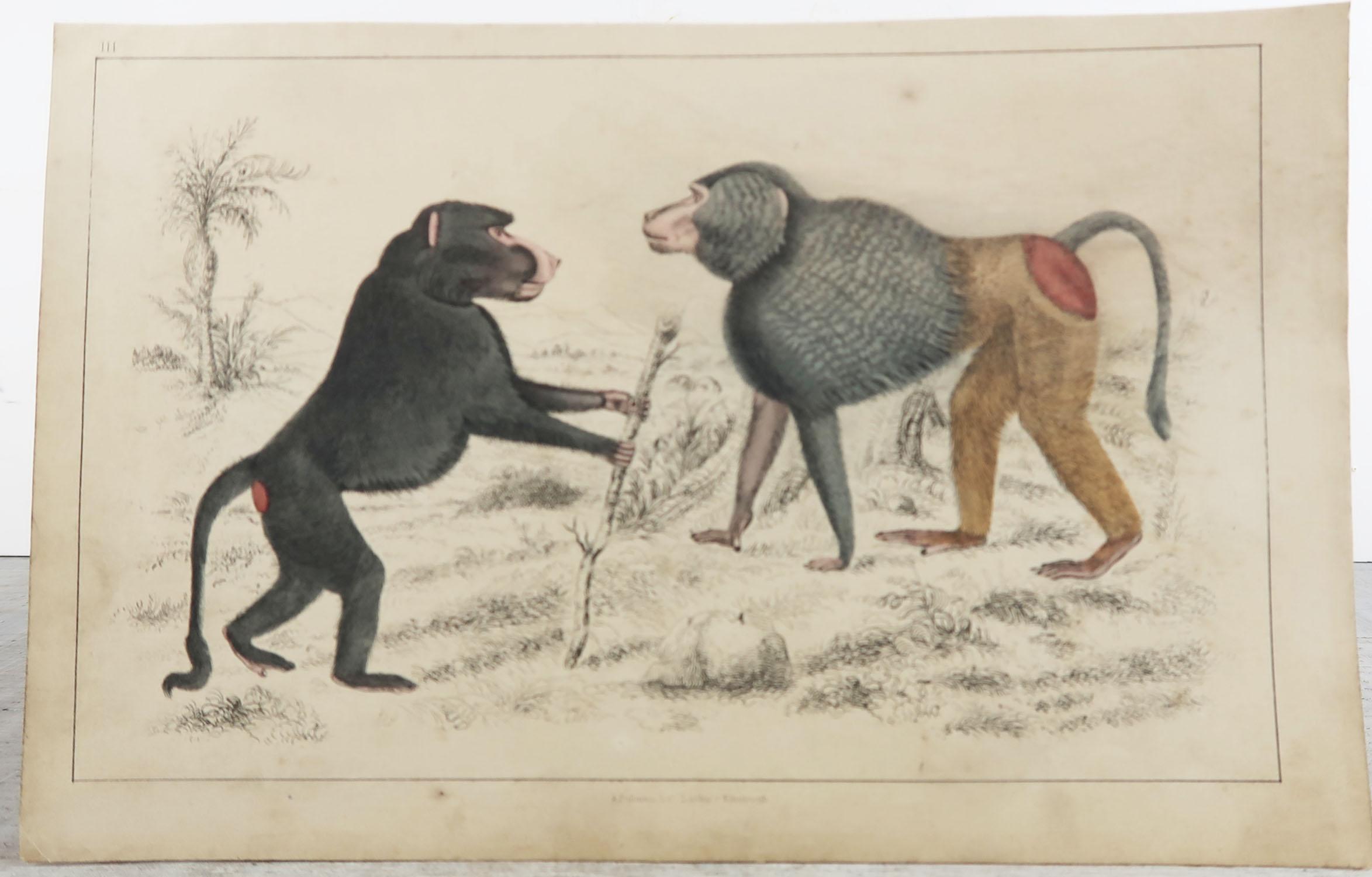 Folk Art Original Antique Print of Baboons, 1847 'Unframed'