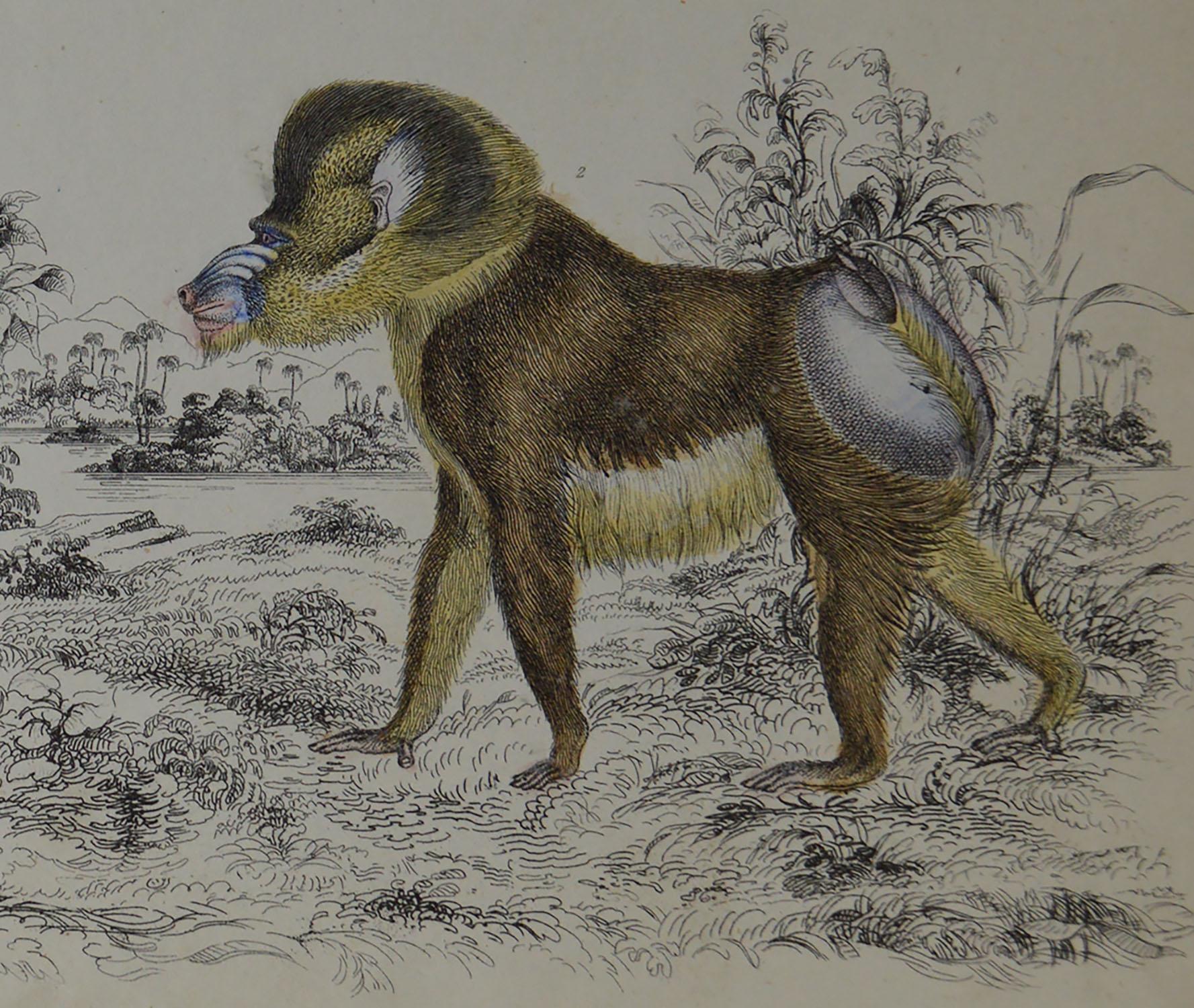 English Original Antique Print of Baboons, 1847 'Unframed'
