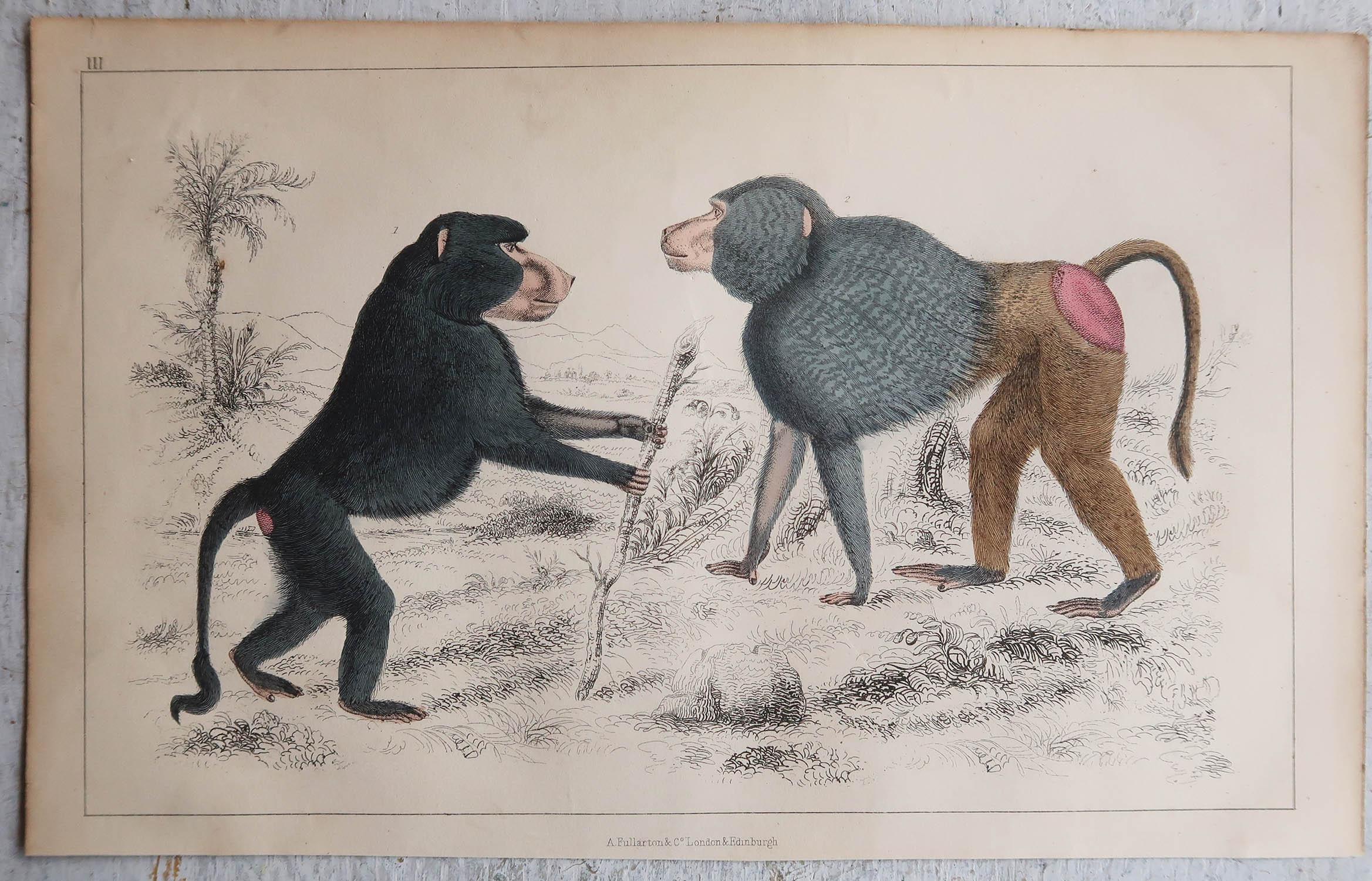 English Original Antique Print of Baboons, 1847 'Unframed' For Sale