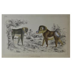 Original Antique Print of Baboons, 1847 'Unframed'