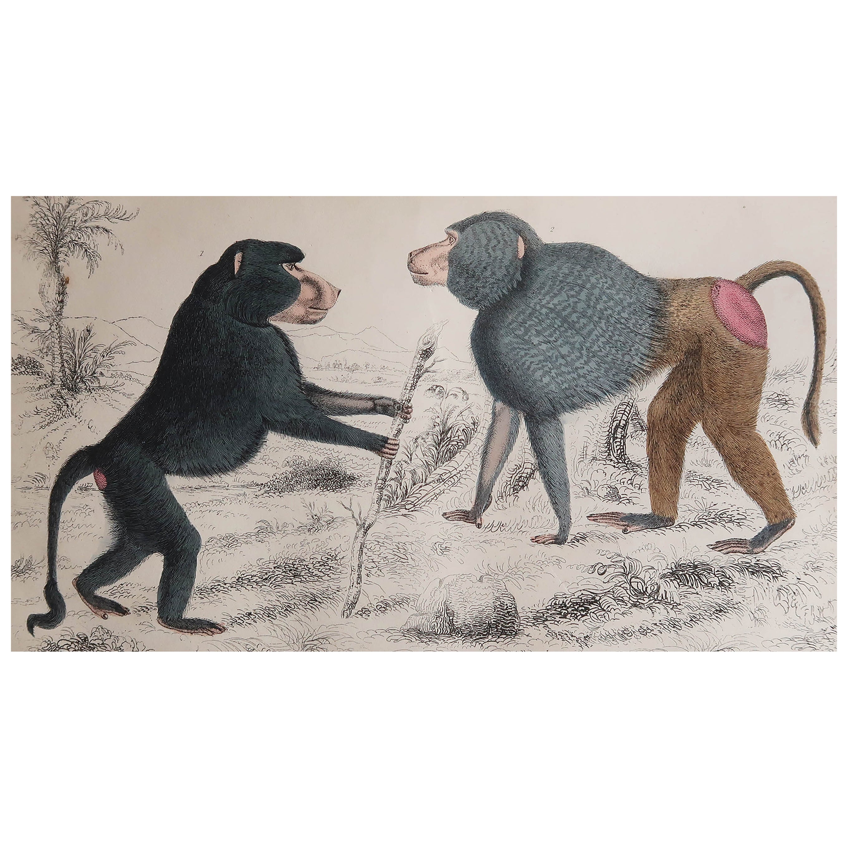 Original Antiker antiker Druck von Baboons, 1847, ungerahmt