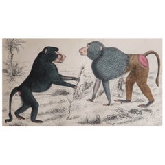 Original Antique Print of Baboons, 1847 'Unframed'