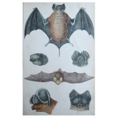 Original Antique Print of Bat, 1847 'Unframed'