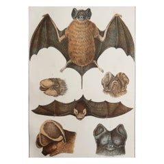 Original Antique Print of Bat, 1847 'Unframed'