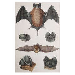 Original Antique Print of Bat, 1847 'Unframed'