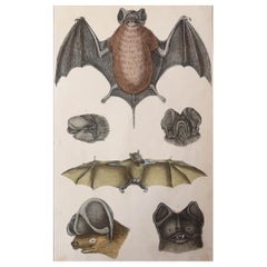 Original Antique Print of Bat, 1847 'Unframed'