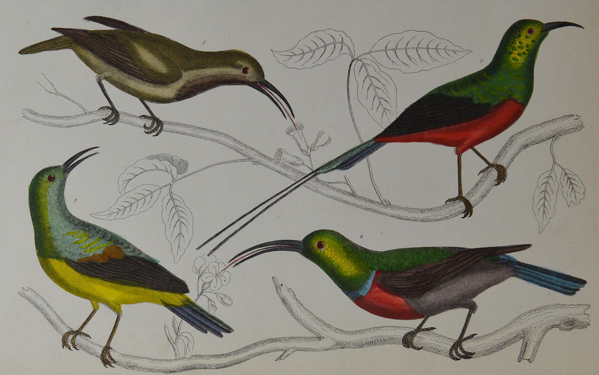 Great image of bee-eaters

Unframed. It gives you the option of perhaps making a set up using your own choice of frames.

Lithograph after Cpt. Brown with original hand color.

Published 1847.

Free shipping.


   

  