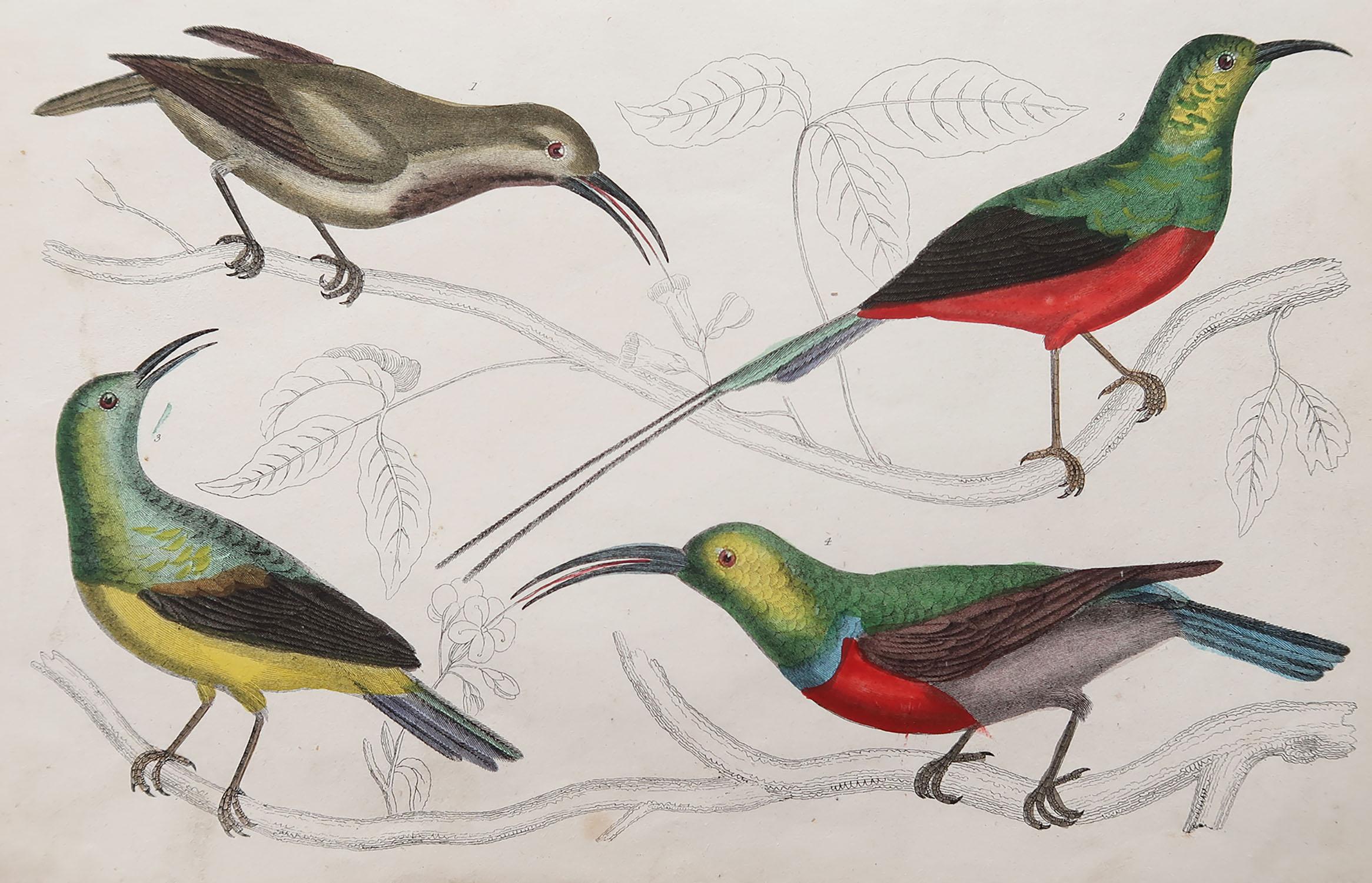 Great image of bee-eaters

Unframed. It gives you the option of perhaps making a set up using your own choice of frames.

Lithograph after Cpt. brown with original hand color.

Published, 1847.

Free shipping.




 