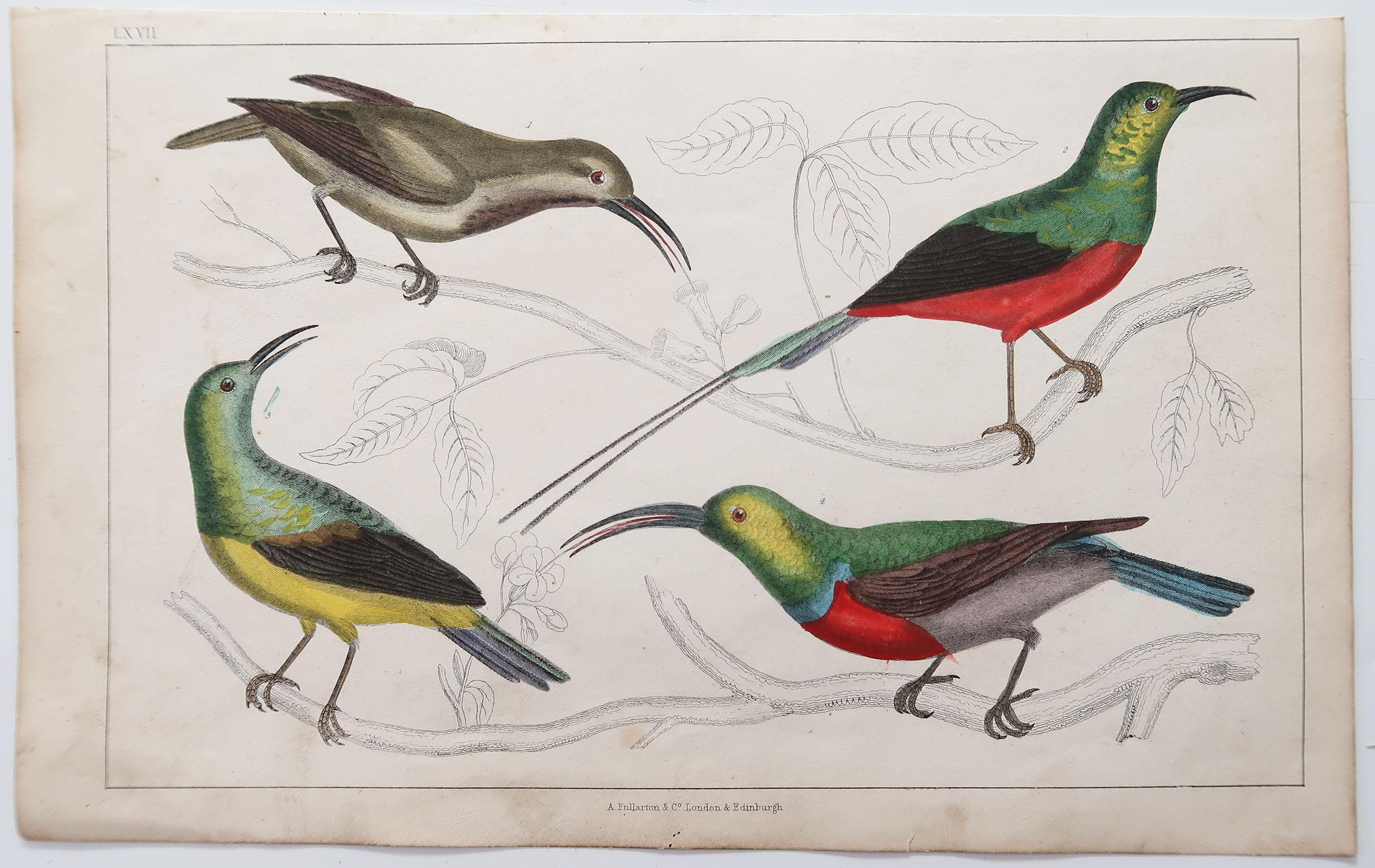 English Original Antique Print of Bee-Eaters, 1847 'Unframed'